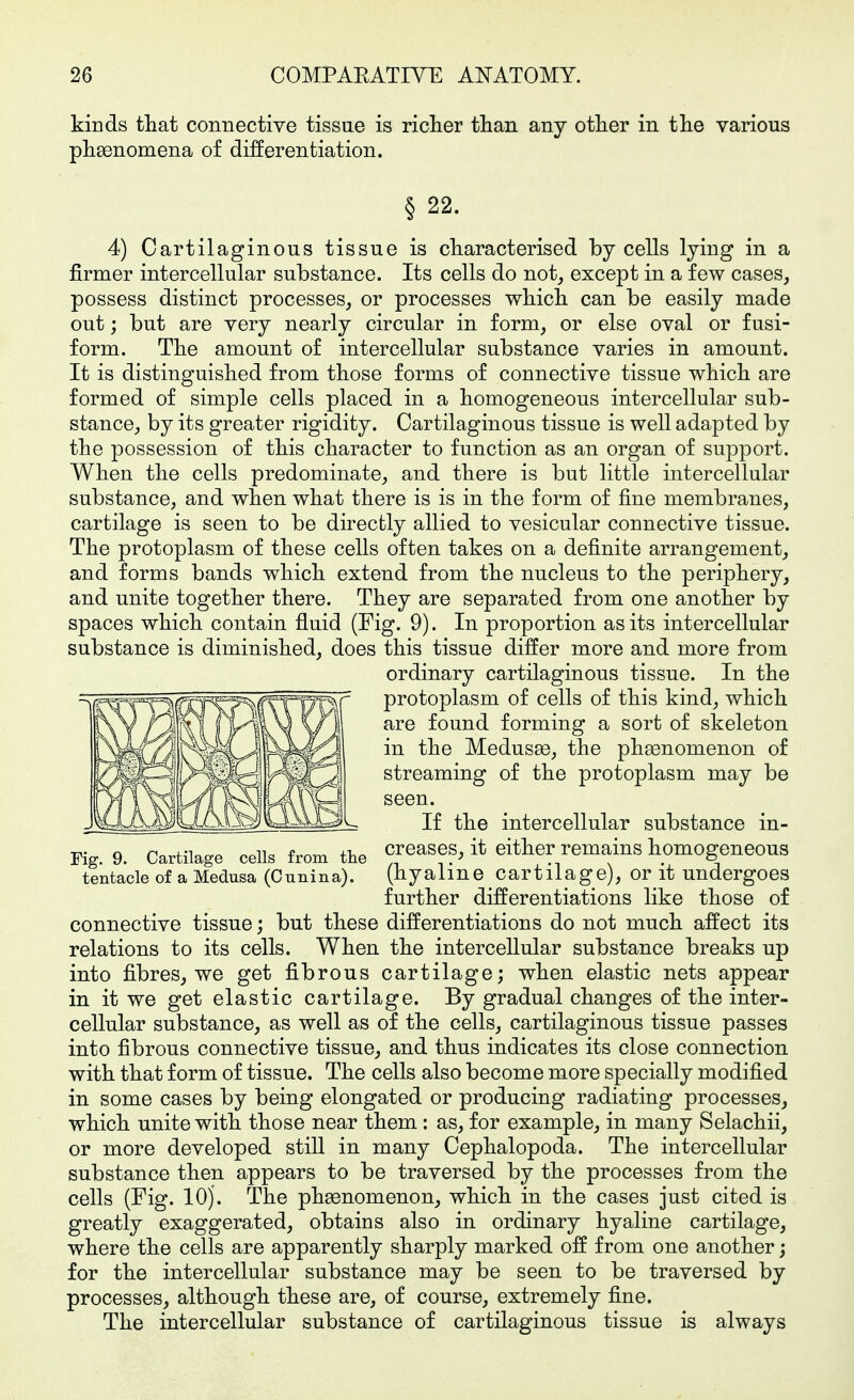 kinds that connective tissue is richer than any other in the various ph^enomena of differentiation. § 22. 4) Cartilaginous tissue is characterised by cells lying in a firmer intercellular substance. Its cells do notj except in a few cases, possess distinct processes, or processes which can be easily made out; but are very nearly circular in form, or else oval or fusi- form. The amount of intercellular substance varies in amount. It is distinguished from those forms of connective tissue which are formed of simple cells placed in a homogeneous intercellular sub- stance, by its greater rigidity. Cartilaginous tissue is well adapted by the possession of this character to function as an organ of support. When the cells predominate, and there is but little intercellular substance, and when what there is is in the form of fine membranes, cartilage is seen to be directly allied to vesicular connective tissue. The protoplasm of these cells often takes on a definite arrangement, and forms bands which extend from the nucleus to the periphery, and unite together there. They are separated from one another by spaces which contain fluid (Fig. 9). In proportion as its intercellular substance is diminished, does this tissue differ more and more from ordinary cartilaginous tissue. In the protoplasm of cells of this kind, which are found forming a sort of skeleton in the Medusae, the phsenomenon of streaming of the protoplasm may be seen. If the intercellular substance in- creases, it either remains homogeneous (hyaline cartilage), or it undergoes further differentiations like those of connective tissue; but these differentiations do not much affect its relations to its cells. When the intercellular substance breaks up into fibres, we get fibrous cartilage; when elastic nets appear in it we get elastic cartilage. By gradual changes of the inter- cellular substance, as well as of the cells, cartilaginous tissue passes into fibrous connective tissue, and thus indicates its close connection with that form of tissue. The cells also become more specially modified in some cases by being elongated or producing radiating processes, which unite with those near them : as, for example, in many Selachii, or more developed still in many Cephalopoda. The intercellular substance then appears to be traversed by the processes from the cells (Fig. 10). The phenomenon, which in the cases just cited is greatly exaggerated, obtains also in ordinary hyaline cartilage, where the cells are apparently sharply marked off from one another; for the intercellular substance may be seen to be traversed by processes, although these are, of course, extremely fine. The intercellular substance of cartilaginous tissue is always Fig. 9. Cartilage cells from the tentacle of a Medusa (Cunina).