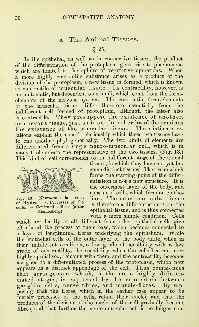 B. The Animal Tissues. § 25. In tlie epithelial, as well as in connective tissues, tlie product of the differentiation of the protoplasm gives rise to pheenomena which are limited to the sphere of vegetative operations. When a more highly contractile substance arises as a product of the division of the protoplasm, a new tissue is formed, which is known as contractile or muscular tissue. Its contractility, however, is not automatic, but dependent on stimuli, which come from the form- elements of the nervous system. The contractile form-elements of the muscular tissue differ therefore essentially from the indifferent cell formed of protoplasm, although the latter also is contractile. They presuppose the existence of another, or nervous tissue, just as it on the other hand determines the existence of the muscular tissue. These intimate re- lations explain the causal relationship which these two tissues have to one another phylogenetically. The two kinds of elements are differentiated from a single neuro-muscular cell, which is in many Coelenterata the representative of the two tissues. (Fig. 13.) This kind of cell corresponds to an indiiferent stage of the animal tissues, in which they have not yet be- come distinct tissues. The tissue which forms the starting-point of the differ- entiation is not a new structure. It is the outermost layer of the body, and consists of cells, which form an epithe- lium. The neuro-muscular tissue is therefore a differentiation from the epithelial tissue, and is thus connected with a more simple condition. Cells which are hardly at all different from other epithelial cells give off a band-like process at their base, which becomes connected to a layer of longitudinal fibres underlying the epithelium. While the epithelial cells of the outer layer of the body unite, when in their indifferent condition, a low grade of sensibility with a low grade of contractility, the sensibility, when the cells become more highly specialised, remains with them, and the contractility becomes assigned to a differentiated process of the protoplasm, which now appears as a distinct appendage of the cell. Thus commences that arrangement which, in the more highly differen- tiated stages, is expressed by the connection between ganglion-cells, nerve-fibres, and muscle-fibres. By sup- posing that the fibres, which in the earlier case appear to be merely processes of the cells, retain their nuclei, and that the products of the division of the nuclei of the cell gradually become fibres, and that further the neuro-muscular cell is no longer con- Fig. 13. Neuro-muscular cells of Hydra. n Processes of the cells, w Contractile fibres (after Kleinenberg).
