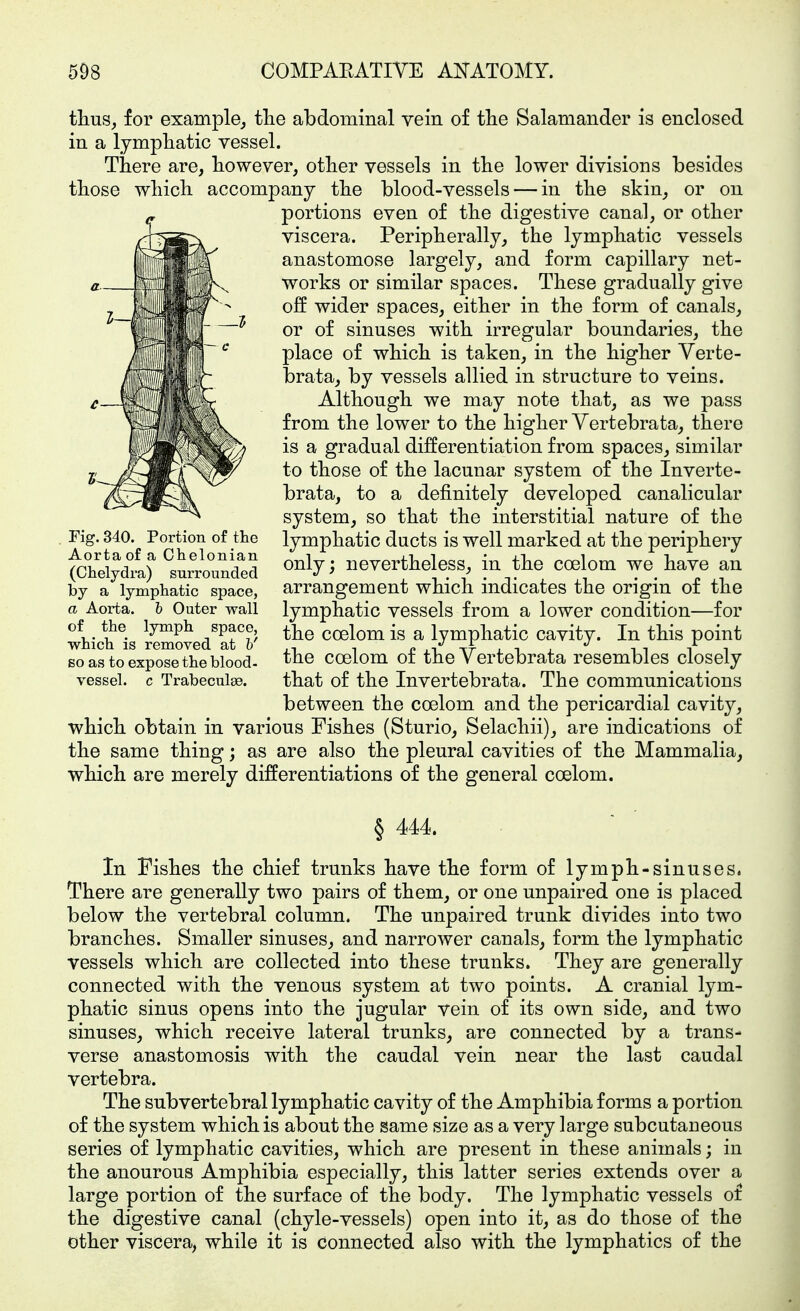 thus, for example, tlie abdominal vein of tlie Salamander is enclosed in a lymphatic vessel. There are, however, other vessels in the lower divisions besides those which accompany the blood-vessels — in the skin, or on portions even of the digestive canal, or other viscera. Peripherally, the lymphatic vessels anastomose largely, and form capillary net- works or similar spaces. These gradually give off wider spaces, either in the form of canals, or of sinuses with irregular boundaries, the place of which is taken, in the higher Verte- brata, by vessels allied in structure to veins. Although we may note that, as we pass from the lower to the higher Vertebrata, there is a gradual differentiation from spaces, similar to those of the lacunar system of the Inverte- brata, to a definitely developed canalicular system, so that the interstitial nature of the lymphatic ducts is well marked at the periphery only; nevertheless, in the coelom we have an arrangement which indicates the origin of the lymphatic vessels from a lower condition—for the coelom is a lymphatic cavity. In this point the coelom of the Yertebrata resembles closely that of the In vert ebr at a. The communications between the coelom and the pericardial cavity, which obtain in various Fishes (Sturio, Selachii), are indications of the same thing; as are also the pleural cavities of the Mammalia, which are merely differentiations of the general coelom. § 444. In Fishes the chief trunks have the form of lymph-sinuses. There are generally two pairs of them, or one unpaired one is placed below the vertebral column. The unpaired trunk divides into two branches. Smaller sinuses, and narrower canals, form the lymphatic vessels which are collected into these trunks. They are generally connected with the venous system at two points. A cranial lym- phatic sinus opens into the jugular vein of its own side, and two sinuses, which receive lateral trunks, are connected by a trans- verse anastomosis with the caudal vein near the last caudal vertebra. The subvertebral lymphatic cavity of the Amphibia forms a portion of the system which is about the same size as a very large subcutaneous series of lymphatic cavities, which are present in these animals; in the anourous Amphibia especially, this latter series extends over a large portion of the surface of the body. The lymphatic vessels of the digestive canal (chyle-vessels) open into it, as do those of the other viscera, while it is connected also with the lymphatics of the Fig. 340. Portion of the Aortaof a Chelonian (Clielydra) surrounded by a lymphatic space, a Aorta, h Outer wall of the lymph space, which is removed at h' BO as to expose the blood- vessel, c Trabecule.