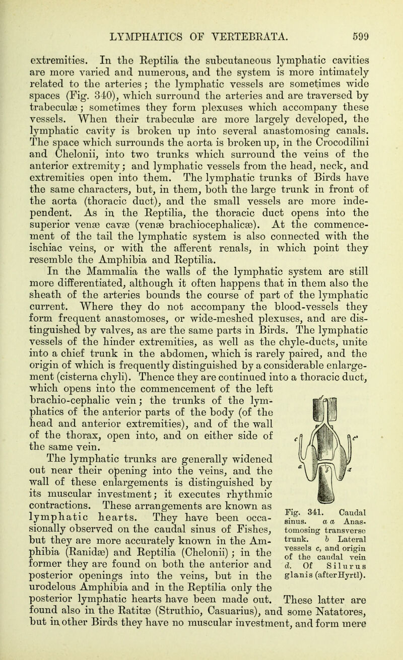 extremities. In the Eeptilia the subcutaneous lymphatic cavities are more varied and numerous, and the system is more intimately related to the arteries; the lymphatic vessels are sometimes wide spaces (Fig. 340), which surround the arteries and are traversed by trabeculae ; sometimes they form plexuses which accompany these vessels. When their trabeculse are more largely developed, the lymphatic cavity is broken up into several anastomosing canals. The space which surrounds the aorta is broken up, in the Crocodilini and Chelonii, into two trunks which surround the veins of the anterior extremity; and lymphatic vessels from the head, neck, and extremities open into them. The lymphatic trunks of Birds have the same characters, but, in them, both the large trunk in front of the aorta (thoracic duct), and the small vessels are more inde- pendent. As in the Eeptilia, the thoracic duct opens into the superior venee cavee (ven^e brachiocephalics). At the commence- ment of the tail the lymphatic system is also connected with the ischiac veins, or with the afferent renals, in which point they resemble the Amphibia and Eeptilia. In the Mammalia the walls of the lymphatic system are still more differentiated, although it often happens that in them also the sheath of the arteries bounds the course of part of the lymphatic current. Where they do not accompany the blood-vessels they form frequent anastomoses, or wide-meshed plexuses, and are dis- tinguished by valves, as are the same parts in Birds. The lymphatic vessels of the hinder extremities, as well as the chyle-ducts, unite into a chief trunk in the abdomen, which is rarely paired, and the origin of which is frequently distinguished by a considerable enlarge- ment (cisterna chyli). Thence they are continued into a thoracic duct, which opens into the commencement of the left brachio-cephalic vein; the trunks of the lym- phatics of the anterior parts of the body (of the head and anterior extremities), and of the wall of the thorax, open into, and on either side of the same vein. The lymphatic trunks are generally widened out near their opening into the veins, and the wall of these enlargements is distinguished by its muscular investment; it executes rhythmic contractions. These arrangements are known as -p. 0^1 lymphatic hearts. They have been occa- l^tl sionally observed on the caudal sinus of Fishes, tomosing transverse but they are more accurately known in the Am- trunk. h Lateral phibia (Ranidfe) and Eeptilia (Chelonii); in the ^'ar/alTein former they are found on both the anterior and d. Of S i 1 u r u s posterior openings into the veins, but in the glanis (afterHyrtl). urodelous Amphibia and in the Eeptilia only the posterior lymphatic hearts have been made out. These latter are found also in the Eatitse (Struthio, Casuarius), and some Natatores, but in other Birds they have no muscular investment, and form mere