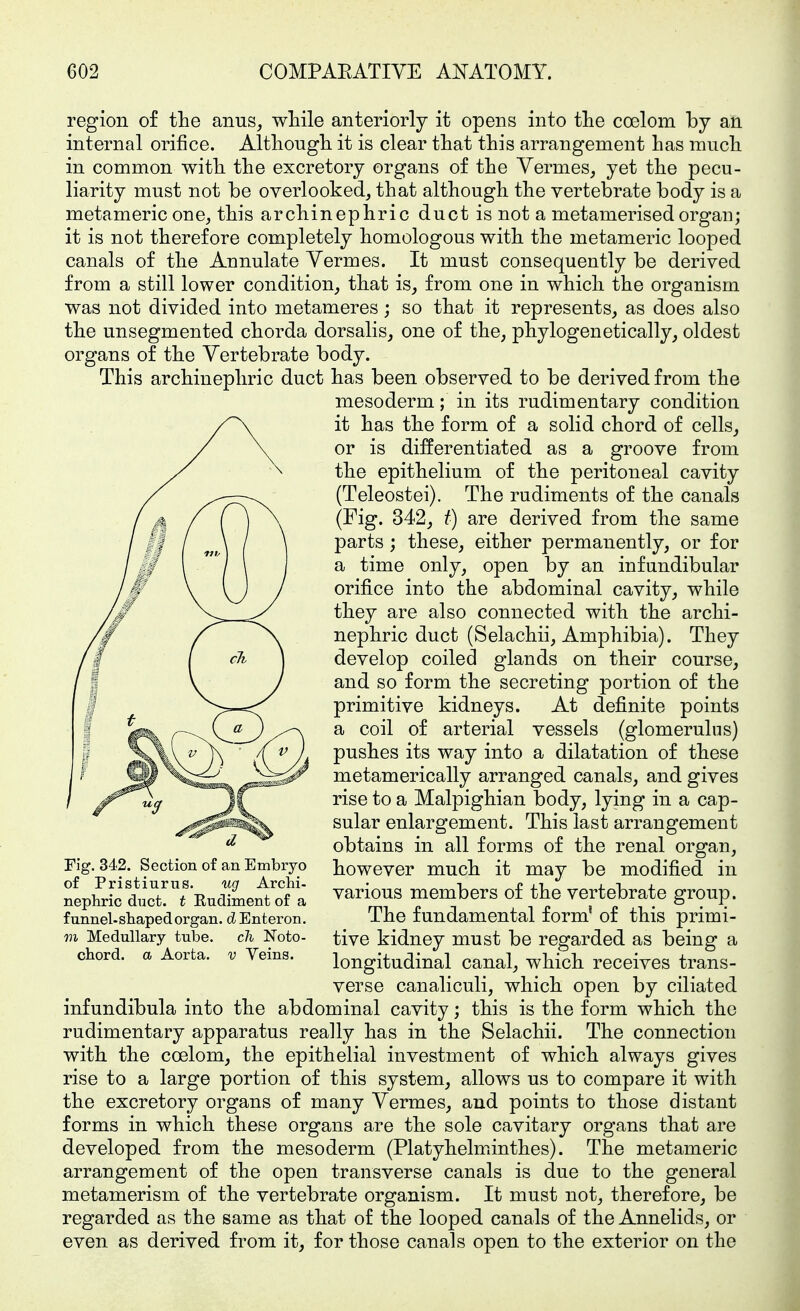 region of the anus, while anteriorly it opens into the coelom by an internal orifice. Although it is clear that this arrangement has much in common with the excretory organs of the Vermes, yet the pecu- liarity must not be overlooked, that although the vertebrate body is a metameric one, this archinephric duct is not a metamerised orgau; it is not therefore completely homologous with the metameric looped canals of the Annulate Vermes. It must consequently be derived from a still lower condition, that is, from one in which the organism was not divided into metameres; so that it represents, as does also the unsegmented chorda dorsalis, one of the, phylogenetically, oldest organs of the Vertebrate body. This archinephric duct has been observed to be derived from the mesoderm; in its rudimentary condition it has the form of a solid chord of cells, or is differentiated as a groove from the epithelium of the peritoneal cavity (Teleostei). The rudiments of the canals (Fig. 342, t) are derived from the same parts ; these, either permanently, or for a time only, open by an infundibular orifice into the abdominal cavity, while they are also connected with the archi- nephric duct (Selachii, Amphibia). They develop coiled glands on their course, and so form the secreting portion of the primitive kidneys. At definite points a coil of arterial vessels (glomerulus) pushes its way into a dilatation of these metamerically arranged canals, and gives rise to a Malpighian body, lying in a cap- sular enlargement. This last arrangement obtains in all forms of the renal organ, however much it may be modified in various members of the vertebrate group. The fundamental form' of this primi- tive kidney must be regarded as being a longitudinal canal, which receives trans- verse canaliculi, which open by ciliated infundibula into the abdominal cavity; this is the form which the rudimentary apparatus really has in the Selachii. The connection with the coelom, the epithelial investment of which always gives rise to a large portion of this system, allows us to compare it with the excretory organs of many Vermes, and points to those distant forms in which these organs are the sole cavitary organs that are developed from the mesoderm (Platyhelm.inthes). The metameric arrangement of the open transverse canals is due to the general metamerism of the vertebrate organism. It must not, therefore, be regarded as the same as that of the looped canals of the Annelids, or even as derived from it, for those canals open to the exterior on the Fig. 342. Section of an Embryo of Pristiuriis. ug Archi- nephric duct, t Rudiment of a funnel-shaped organ. dEnteron. m Medullary tube. cli Noto- chord. a Aorta, v Yeins.