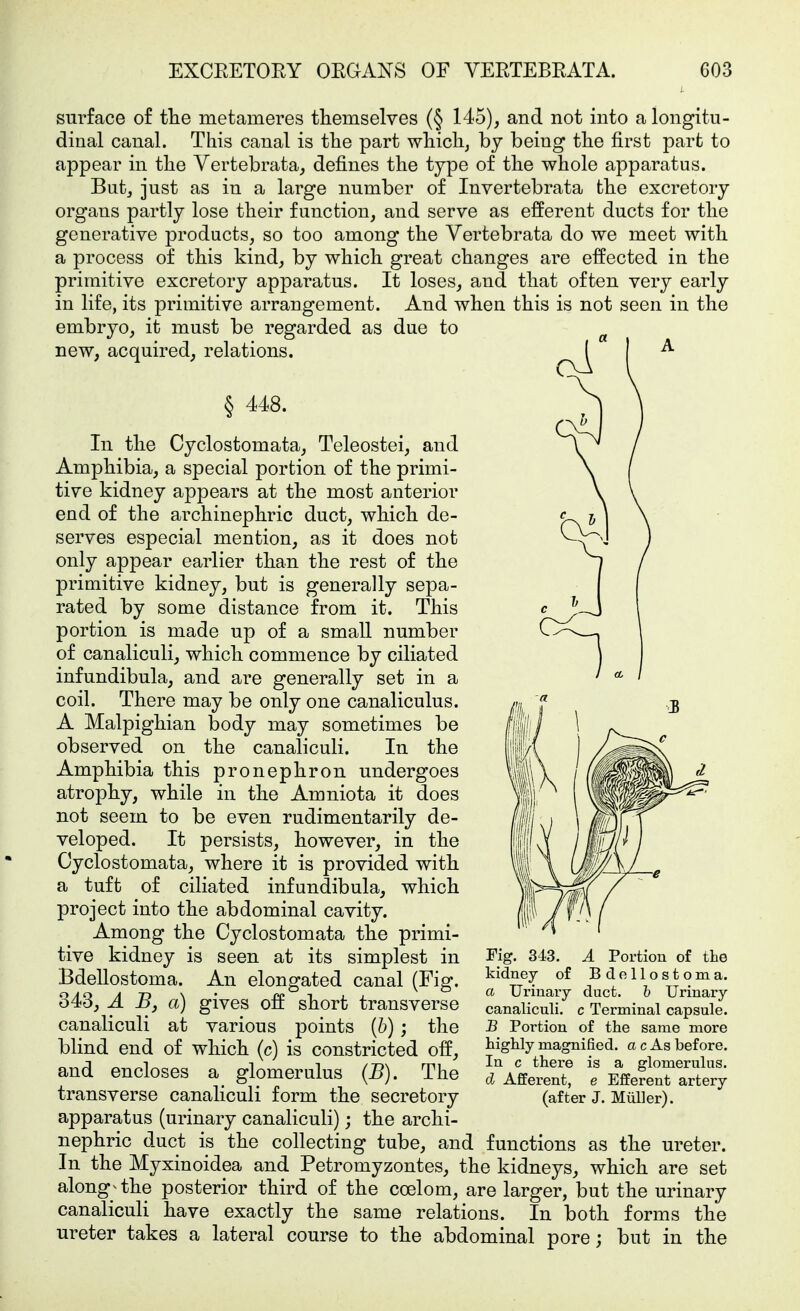 surface of tlie metameres themselves (§ 145), and not into a longitu- dinal canal. This canal is the part which, by being the first part to appear in the Vertebrata, defines the type of the whole apparatus. Butj just as in a large number of Invertebrata the excretory organs partly lose their function, and serve as efferent ducts for the generative products, so too among the Vertebrata do we meet with a process of this kind, by which great changes are effected in the primitive excretory apparatus. It loses, and that often very early in life, its primitive arrangement. And when this is not seen in the embryo, it must be regarded as due to new, acquired, relations. § 448. In the Cyclostomata, Teleostei, and Amphibia, a special portion of the primi- tive kidney appears at the most anterior end of the archinephric duct, which de- serves especial mention, as it does not only appear earlier than the rest of the primitive kidney, but is generally sepa- rated by some distance from it. This portion is made up of a small number of canaliculi, which commence by ciliated infundibula, and are generally set in a coil. There may be only one canaliculus. A Malpighian body may sometimes be observed on the canaliculi. In the Amphibia this pronephron undergoes atrophy, while in the Amniota it does not seem to be even rudimentarily de- veloped. It persists, however, in the Cyclostomata, where it is provided with a tuft of ciliated infundibula, which project into the abdominal cavity. Among the Cyclostomata the primi- tive kidney is seen at its simplest in Bdellostoma. An elongated canal (Fig. 343, Ä B, a) gives off short transverse canaliculi at various points (6); the blind end of which (c) is constricted off, and encloses a glomerulus {B). The transverse canaliculi form the secretory apparatus (urinary canaliculi); the archi- nephric duct is the collecting tube, and functions as the ureter. In the Myxinoidea and Petromyzontes, the kidneys, which are set along^ the posterior third of the coelom, are larger, but the urinary canaliculi have exactly the same relations. In both forms the ureter takes a lateral course to the abdominal pore; but in the Fig. 343. A Portion of the kidney of Bdellostoma. a Urinary duct, b Urinary canaliculi. c Terminal capsule. B Portion of the same more highly magnified, a c As before. In c there is a glomerulus. d Afferent, e Efferent artery (after J. Müller).