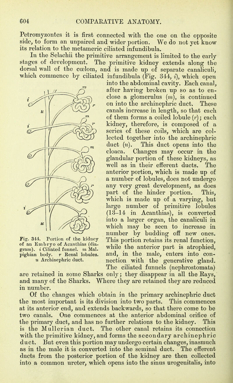 Petromyzontes it is first connected witli the one on the opposite side, to form an unpaired and wider portion. We do not yet know its relation to the metameric ciliated infundibula. In the Selachii the primitive arrangement is limited to the early stages of development. The primitive kidney extends along the dorsal wall of the coelom, and is made up of separate canaliculi, which commence by ciliated iufundibula (Fig. 344, ^), which open into the abdominal cavity. Each canal, after having broken up so as to en- close a glomerulus {m), is continued on into the archinephric duct. These canals increase in length, so that each of them forms a coiled lobule (/•); each kidney, therefore, is composed of a series of these coils, which are col- lected together into the archinephric duct {u). This duct opens into the cloaca. Changes may occur in the glandular portion of these kidneys, as well as in their efferent ducts. The anterior portion, which is made up of a number of lobules, does not undergo any very great development, as does part of the hinder portion. This, which is made up of a varying, but large number of primitive lobules (18-14 in Acanthias), is converted into a larger organ, the canaliculi in which may be seen to increase in number by budding off new ones. This portion retains its renal function, while the anterior part is atrophied, Fig. 344. Portion of the kidney of an Embryo of Acanthias (dia- gram), i Ciliated funnel, m Mai- pighian body, r Eenal lobules, w Archinephric duct. and, in the male, enters into con- nection with the generative gland. The ciliated funnels (nephrostomata) are retained in some Sharks only; they disappear in all the Rays, and many of the Sharks. Where they are retained they are reduced in number. Of the changes which obtain in the primary archinephric duct the most important is its division into two parts. This commences at its anterior end, and extends backwards, so that there come to be two canals. One commences at the anterior abdominal orifice of the primary duct, and has no further relations to the kidney. This is the Mullerian duct. The other canal retains its connection with the primitive kidney, and forms the secondary archinephric duct. But even this portion may undergo certain changes, inasmuch as in the male it is converted into the seminal duct. The efferent ducts from the posterior portion of the kidney are then collected into a common ureter, which opens into the sinus urogenitalis, into