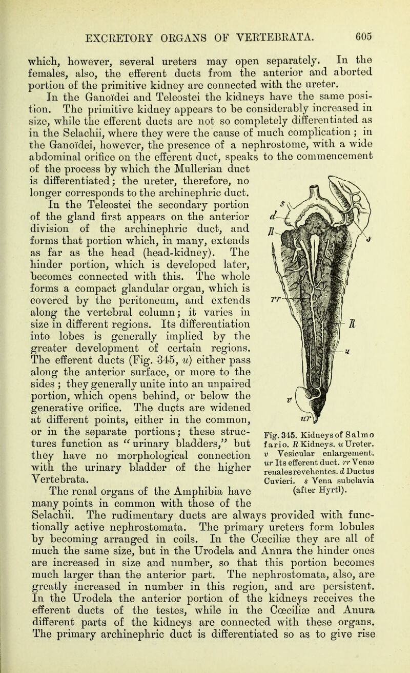 whicli, however, several ureters may open separately. In tlie females, also, the efferent ducts from the anterior and aborted portion of the primitive kidney are connected with the ureter. In the Granoidei and Teleostei the kidneys have the same posi- tion. The primitive kidney appears to be considerably increased in size, while the efferent ducts are not so completely differentiated as in the Selachii, where they were the cause of much complication ; in the Ganoi'dei, however, the presence of a nephrostome, with a wide abdominal orifice on the efferent duct, speaks to the commencement of the process by which the Mullerian duct is differentiated; the ureter, therefore, no longer corresponds to the archinephric duct. In the Teleostei the secondary portion of the gland first appears on the anterior division of the archinephric duct, and forms that portion which, in many, extends as far as the head (head-kidney). The hinder portion, which is developed later, becomes connected with this. The whole forms a compact glandular organ, which is covered by the peritoneum, and extends along the vertebral column; it varies in size in different regions. Its differentiation into lobes is generally implied by the greater development of certain regions. The efferent ducts (Fig. 345, u) either pass along the anterior surface, or more to the sides ; they generally unite into an unpaired portion, which opens behind, or below the generative orifice. The ducts are widened at different points, either in the common, or in the separate portions; these struc- tures function as urinary bladders,^^ but they have no morphological connection with the urinary bladder of the higher Vertebrata. The renal organs of the Amphibia have many points in common with those of the Selachii. The rudimentary ducts are always provided with func- tionally active nephrostomata. The primary ureters form lobules by becoming arranged in coils. In the Coecilise they are all of much the same size, but in the Urodela and Anura the hinder ones are increased in size and number, so that this portion becomes much larger than the anterior part. The nephrostomata, also, are greatly increased in number in this region, and are persistent. In the Urodela the anterior portion of the kidneys receives the efferent ducts of the testes, while in the Coecili^e and Anura different parts of the kidneys are connected with these organs. The primary archinephric duct is differentiated so as to give rise Fig. 345. Kidneys of Sal mo fario. ß Kidneys, it Ureter. V Vesicular enlargement. ur Its efferent duct, rr Venae renales re vehentes. d Ductus Cuvieri. s Vena subclavia (after Hyrtl).