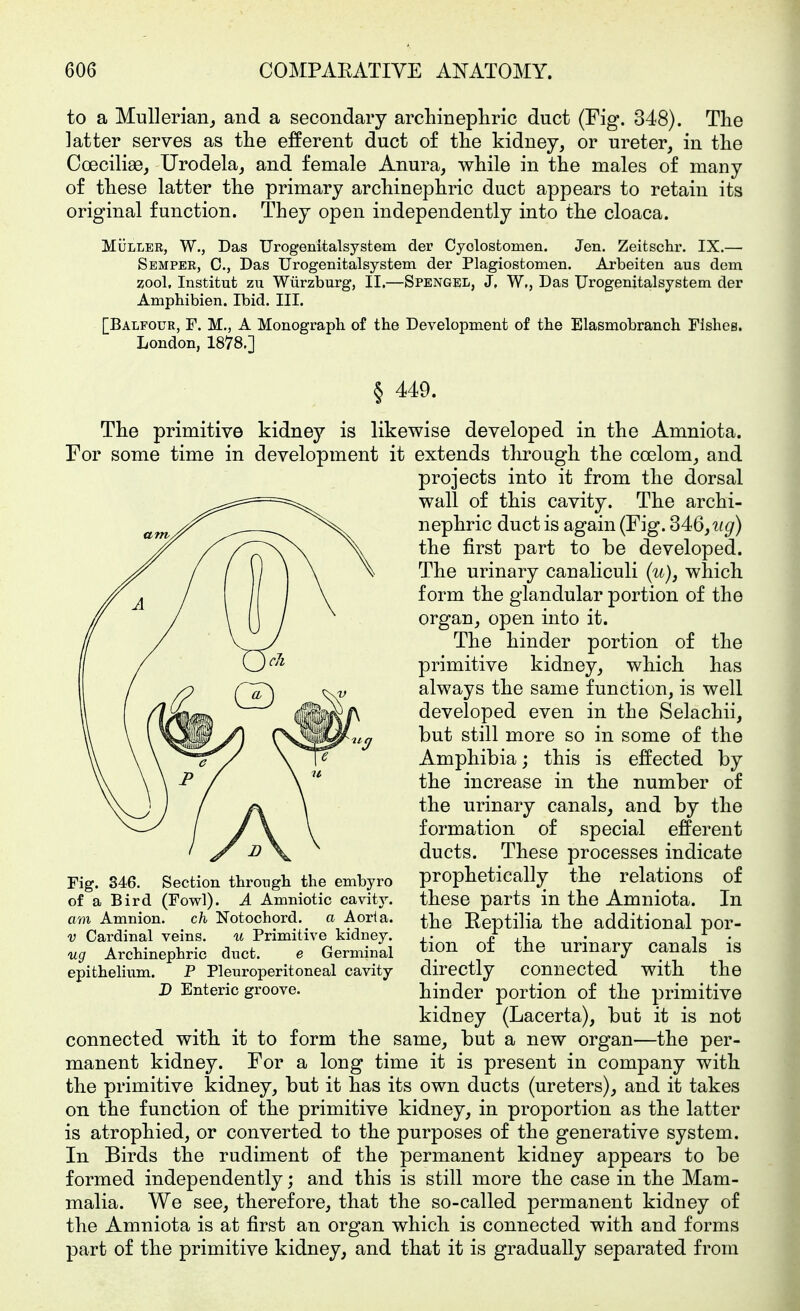 to a MuUeriaiij and a secondary archinepliric duct (Fig. 348). The latter serves as the efferent duct o£ the kidney, or ureter, in the Coecilias, Urodela, and female Anura, while in the males of many of these latter the primary archinephric duct appears to retain its original function. They open independently into the cloaca. MÜLLER, W., Das Urogenitalsystem der Cyolostomen. Jen. Zeitsclix'. IX.— Semper, C, Das Urogenitalsystem der Plagiostomen. Arbeiten aus dem zool, Institut zu Würzburg, II,—Spengel, J, W,, Das Urogenitalsystem der Amphibien. Ibid. III. [Balfour, F. M,, A Monograph of the Development of the Elasmobranch Fishes. London, 1878.] § 449. The primitive kidney is likewise developed in the Amniota. For some time in development it extends through the coelom, and projects into it from the dorsal wall of this cavity. The archi- nephric duct is again (Fig. 346,iig) the first part to be developed. The urinary canaliculi (u), which form the glandular portion of the organ, open into it. The hinder portion of the primitive kidney, which has always the same function, is well developed even in the Selachii, but still more so in some of the Amphibia; this is effected by the increase in the number of the urinary canals, and by the formation of special efferent ducts. These processes indicate prophetically the relations of these parts in the Amniota. In the Reptilia the additional por- tion of the urinary canals is directly connected with the hinder portion of the primitive kidney (Lacerta), but it is not connected with it to form the same, but a new organ—the per- manent kidney. For a long time it is present in company with the primitive kidney, but it has its own ducts (ureters), and it takes on the function of the primitive kidney, in proportion as the latter is atrophied, or converted to the purposes of the generative system. In Birds the rudiment of the permanent kidney appears to be formed independently; and this is still more the case in the Mam- malia. We see, therefore, that the so-called permanent kidney of the Amniota is at first an organ which is connected with and forms part of the primitive kidney, and that it is gradually separated from Fig. 346. Section through the embyro of a Bird (Fowl). A Amniotic cavit5^ am Amnion. ch Notochord. a Aorla. V Cardinal veins. u Primitive kidney. ug Archinephric duct. e Germinal epithelium. P Pleuroperitoneal cavity D Enteric groove.
