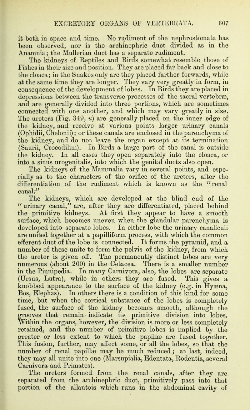 it both in space and time. No rudiment of tlie neplirostomata has been observed, nor is the archinephric duct divided as in the Anamnia; the Mullerian duct has a separate rudiment. The kidneys of Reptiles and Birds somewhat resemble those of Fishes in their size and position. They are placed far back and close to the cloaca; in the Snakes only are they placed farther forwards, while at the same time they are longer. They vary very greatly in form, in consequence of the development of lobes. In Birds they are placed in depressions between the transverse processes of the sacral vertebrae, and are generally divided into three portions, which are sometimes connected with one another, and which may vary greatly in size. The ureters (Fig. 349, u) are generally placed on the inner edge of the kidney, and receive at various points larger urinary canals (Ophidii, Chelonii); or these canals are enclosed in the parenchyma of the kidney, and do not leave the organ except at its termination (Saurii, Crocodilini). In Birds a large part of the canal is outside the kidney. In all cases they open separately into the cloaca, or into a sinus urogenitalis, into which the genital ducts also open. The kidneys of the Mammalia vary in several points, and espe- cially as to the characters of the orifice of the ureters, after the differentiation of the rudiment which is known as the renal canal.''' The kidneys, which are developed at the blind end of the urinary canal, are, after they are differentiated, placed behind the primitive kidneys. At first they appear to have a smooth surface, which becomes uneven when the glandular parenchyma is developed into separate lobes. In either lobe the urinary canaliculi are united together at a papilliform process, with which the common efferent duct of the lobe is connected. It forms the pyramid, and a number of these unite to form the pelvis of the kidney, from which the ureter is given off. The permanently distinct lobes are very numerous (about 200) in the Cetacea. There is a smaller number in the Pinnipedia. In many Carnivora, also, the lobes are separate (Ursus, Lutra), while in others they are fused. This gives a knobbed appearance to the surface of the kidney (e.g. in Hy^na, Bos, Elephas). In others there is a condition of this kind for some time, but when the cortical substance of the lobes is completely fused, the surface of the kidney becomes smooth, although the grooves that remain indicate its primitive division into lobes. Within the organs, however, the division is more or less completely retained, and the number of primitive lobes is implied by the greater or less extent to which the papillae are fused together. This fusion, further, may affect some, or all the lobes, so that the number of renal papillae may be much reduced; at last, indeed, they may all unite into one (Marsupialia^ Edentata^ Rodentia, several Carnivora and Primates). The ureters formed from the renal canals, after they are separated from the archinephric duct, primitively pass into that portion of the allantois which runs in the abdominal cavity of