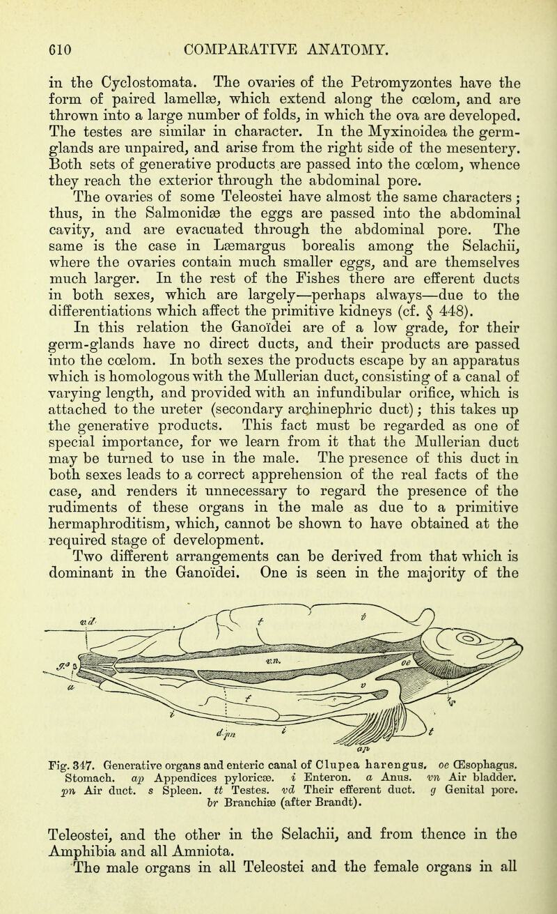 in the Cyclostomata. The ovaries of the Petromyzontes have the form of paired lamellae, which extend along the coelom, and are thrown into a large number of folds, in which the ova are developed. The testes are similar in character. In the Myxinoidea the germ- glands are unpaired, and arise from the right side of the mesentery. Both sets of generative products are passed into the coelom, whence they reach the exterior through the abdominal pore. The ovaries of some Teleostei have almost the same characters ; thus, in the Salmonidse the eggs are passed into the abdominal cavity, and are evacuated through the abdominal pore. The same is the case in Lsemargus borealis among the Selachii, where the ovaries contain much smaller eggs, and are themselves much larger. In the rest of the Fishes there are efferent ducts in both sexes, which are largely—perhaps always—due to the differentiations which affect the primitive kidneys (cf. § 448). In this relation the Ganoidei are of a low grade, for their germ-glands have no direct ducts, and their products are passed into the coelom. In both sexes the products escape by an apparatus which is homologous with the Mullerian duct, consisting of a canal of varying length, and provided with an infundibular orifice, which is attached to the ureter (secondary archinephric duct); this takes up the generative products. This fact must be regarded as one of special importance, for we learn from it that the Mullerian duct may be turned to use in the male. The presence of this duct in both sexes leads to a correct apprehension of the real facts of the case, and renders it unnecessary to regard the presence of the rudiments of these organs in the male as due to a primitive hermaphroditism, which, cannot be shown to have obtained at the required stage of development. Two different arrangements can be derived from that which is dominant in the Ganoidei. One is seen in the majority of the Fig. 34'7. Generative organs and enteric canal of Clupea harengus, oe OEsophagug. Stomach. Appendices pyloricae. i Enteron. a Anus, Air bladder. •^n Air duct, s Spleen, tt Testes. vÖj Their efferent duct, g Genital pore, br Branchiae (after Brandt). Teleostei, and the other in the Selachii, and from thence in the Amphibia and all Amniota. The male organs in all Teleostei and the female organs in all
