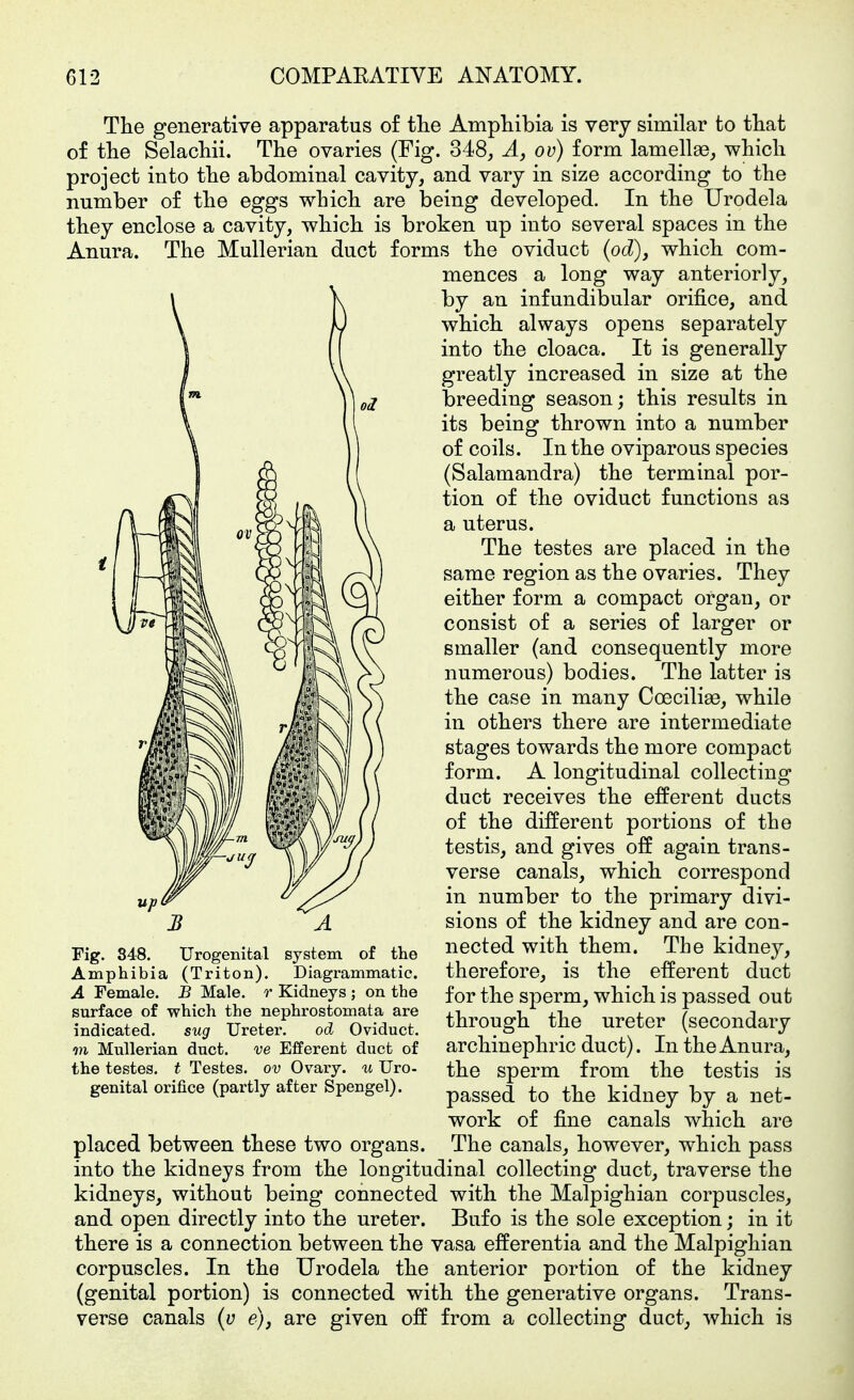 The generative apparatus of tlie Ampliibia is very similar to tliat of the Selachii. The ovaries (Fig. 348, Ä, ov) form lamellae, which project into the abdominal cavity, and vary in size according to the number of the eggs which are being developed. In the Urodela they enclose a cavity, which is broken up into several spaces in the Anura. The Mullerian duct forms the oviduct (od), which com- mences a long way anteriorly, by an infundibular orifice, and which always opens separately into the cloaca. It is generally greatly increased in size at the breeding season; this results in its being thrown into a number of coils. In the oviparous species (Salamandra) the terminal por- tion of the oviduct functions as a uterus. The testes are placed in the same region as the ovaries. They either form a compact organ, or consist of a series of larger or smaller (and consequently more numerous) bodies. The latter is the case in many Coeciliae, while in others there are intermediate stages towards the more compact form. A longitudinal collecting duct receives the efferent ducts of the different portions of the testis, and gives off again trans- verse canals, which correspond in number to the primary divi- sions of the kidney and are con- nected with them. The kidney, therefore, is the efferent duct for the sperm, which is passed out through the ureter (secondary archinephric duct). In the Anura, the sperm from the testis is passed to the kidney by a net- work of fine canals which are The canals, however, which pass into the kidneys from the longitudinal collecting duct, traverse the kidneys, without being connected with the Malpighian corpuscles, and open directly into the ureter. Bufo is the sole exception; in it there is a connection between the vasa efferentia and the Malpighian corpuscles. In the Urodela the anterior portion of the kidney (genital portion) is connected with the generative organs. Trans- verse canals (u e), are given off from a collecting duct, which is Fig. 848. Urogenital system of the Amphibia (Triton). Diagrammatic. A Female. B Male, r Kidneys ; on the surface of which the nephrostomata are indicated. sug Ureter. od Oviduct. m Mullerian duct. ve Efferent duct of the testes, t Testes, ov Ovary, u Uro- genital orifice (partly after Spengel). placed between these two organs.