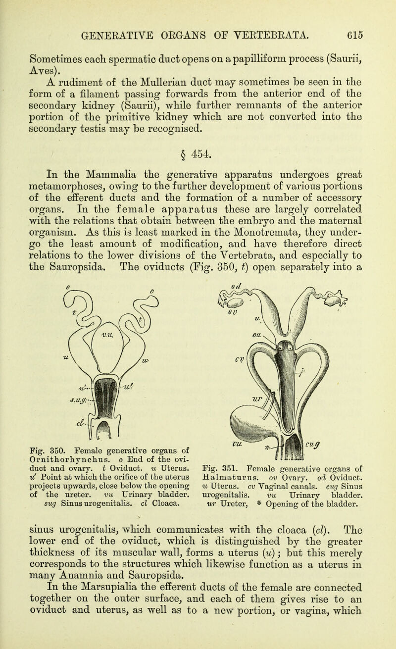 Sometimes eacb. spermatic duct opens on a papillif orm process (Saurii, Aves). A rudiment o£ tlie Mullerian duct may sometimes be seen in the form of a filament passing forwards from tlie anterior end of the secondary kidney (Saurii), while further remnants of the anterior portion of the primitive kidney which are not converted into the secondary testis may be recognised. § 454. In the Mammalia the generative apparatus undergoes great metamorphoses^ owing to the further development of various portions of the efferent ducts and the formation of a number of accessory organs. In the female apparatus these are largely correlated with the relations that obtain between the embryo and the maternal organism. As this is least marked in the Monotremata, they under- go the least amount of modification, and have therefore direct relations to the lower divisions of the Vertebrata, and especially to the Sauropsida. The oviducts (Fig. 350, t) open separately into a Fig. 350. Female generative organs of Ornithorhjnchus. o End of the ovi- duct and ovary, t Oviduct, u Uterus. u' Point at which the orifice of the uterus projects upwards, close below the opening of the ureter. vu Urinary bladder. sug Sinus urogenitalis. cl Cloaca. Fig. 351. Female generative organs of Halmaturus. ov Ovary, od Oviduct. u Uterus, cv Yaginal canals, cug Sinus urogenitalis. vu Urinary bladder. ur Ureter, * Opening of the bladder. sinus urogenitalis, which communicates with the cloaca {cl). The lower end of the oviduct, which is distinguished by the greater thickness of its muscular wall, forms a uterus {ii); but this merely corresponds to the structures which likewise function as a uterus in many Anamnia and Sauropsida. In the Marsupialia the efferent ducts of the female are connected together on the outer surface, and each of them gives rise to an oviduct and uterus, as well as to a new portion, or vagina, which