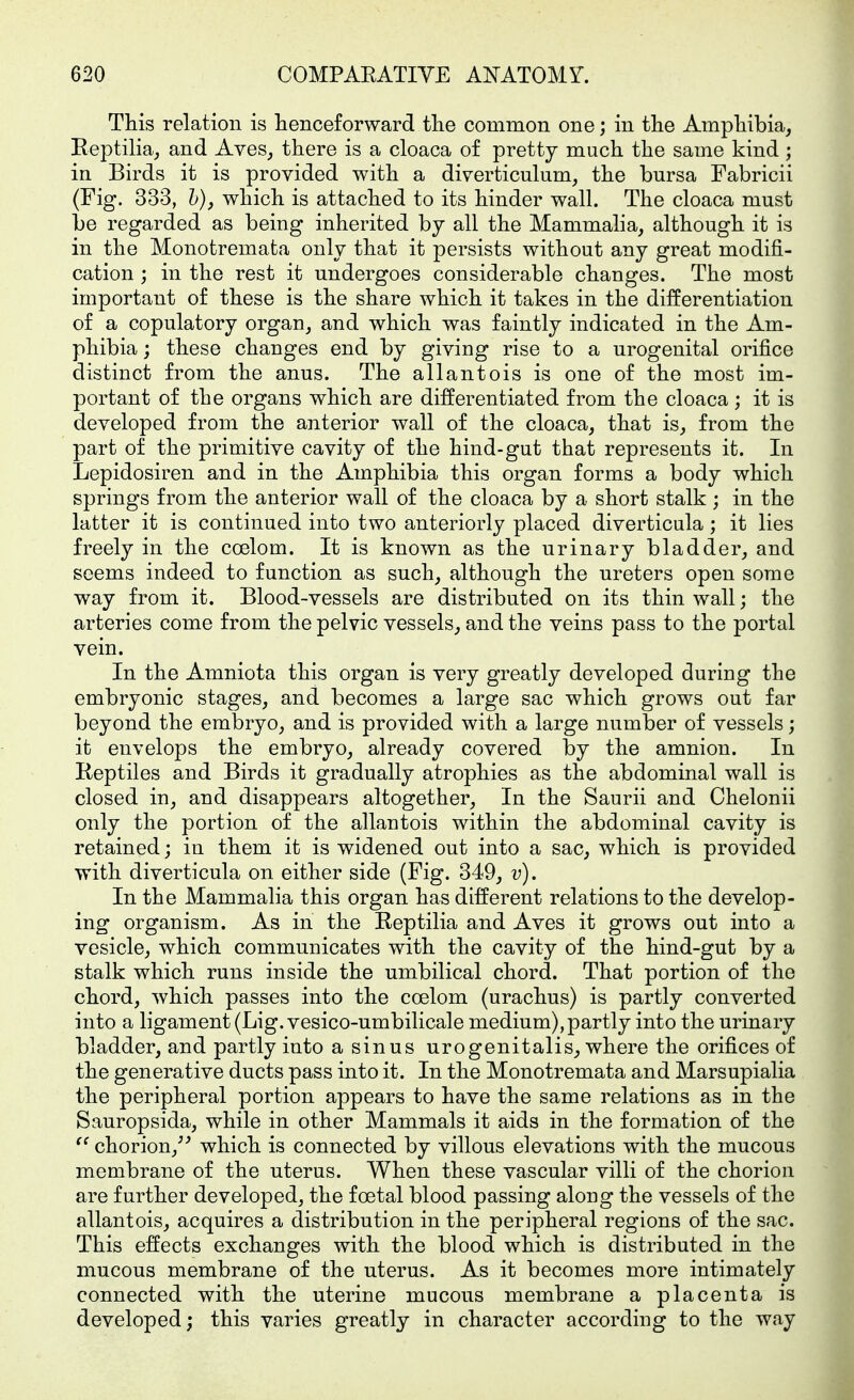 This relation is henceforward tlie common one; in the Amphibia, Eeptilia, and Aves, there is a cloaca of pretty much the same kind; in Birds it is provided with a diverticulum, the bursa Fabricii (Fig. 333, h), which is attached to its hinder wall. The cloaca must be regarded as being inherited by all the Mammaha, although it is in the Monotremata only that it persists without any great modifi- cation ; in the rest it undergoes considerable changes. The most important of these is the share which it takes in the differentiation of a copulatory organ, and which was faintly indicated in the Am- phibia ; these changes end by giving rise to a urogenital orifice distinct from the anus. The allantois is one of the most im- portant of the organs which are differentiated from the cloaca ; it is developed from the anterior wall of the cloaca, that is, from the part of the primitive cavity of the hind-gut that represents it. In Lepidosiren and in the Amphibia this organ forms a body which springs from the anterior wall of the cloaca by a short stalk ; in the latter it is continued into two anteriorly placed diverticula; it lies freely in the coelom. It is known as the urinary bladder, and seems indeed to function as such, although the ureters open some way from it. Blood-vessels are distributed on its thin wall; the arteries come from the pelvic vessels, and the veins pass to the portal vein. In the Amniota this organ is very greatly developed during the embryonic stages, and becomes a large sac which grows out far beyond the embryo, and is provided with a large number of vessels; it envelops the embryo, already covered by the amnion. In Eeptiles and Birds it gradually atrophies as the abdominal wall is closed in, and disappears altogether. In the Saurii and Chelonii only the portion of the allantois within the abdominal cavity is retained; in them it is widened out into a sac, which is provided with diverticula on either side (Fig. 349, v). In the Mammalia this organ has different relations to the develop- ing organism. As in the Reptilia and Aves it grows out into a vesicle, which communicates with the cavity of the hind-gut by a stalk which runs inside the umbilical chord. That portion of the chord, which passes into the coelom (urachus) is partly converted into a ligament (Lig.vesico-umbilicale medium), partly into the urinary bladder, and partly into a sinus urogenitalis, where the orifices of the generative ducts pass into it. In the Monotremata and Marsupialia the peripheral portion appears to have the same relations as in the Sauropsida, while in other Mammals it aids in the formation of the ^' chorion,^' which is connected by villous elevations with the mucous membrane of the uterus. When these vascular villi of the chorion are further developed, the foetal blood passing along the vessels of the allantois, acquires a distribution in the peripheral regions of the sac. This effects exchanges with the blood which is distributed in the mucous membrane of the uterus. As it becomes more intimately connected with the uterine mucous membrane a placenta is developed; this varies greatly in character according to the way