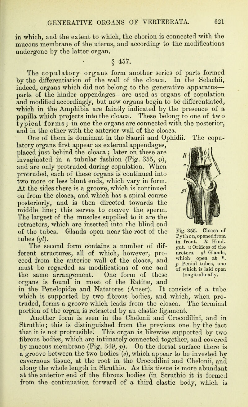 The copu- in which, and the extent to which, the chorion is connected with the mucous membrane of the uterus, and according to the modifications undergone by the latter organ. § 457. The copulatory organs form another series of parts formed by the differentiation of the wall of the cloaca. In the Selachii, indeed, organs which did not belong to the generative apparatus— parts of the hinder appendages—are used as organs of copulation and modified accordingly, but new organs begin to be differentiated, which in the Amphibia are faintly indicated by the presence of a papilla which projects into the cloaca. These belong to one of two typical forms; in one the organs are connected with the posterior, and in the other with the anterior wall of the cloaca. One of them is dominant in the Saurii and Ophidii latory organs first appear as external appendages, placed just behind the cloaca; later on these are invaginated in a tubular fashion (Fig. 355, p), and are only protruded during copulation. When protruded, each of these organs is continued into two more or less blunt ends, which vary in form. At the sides there is a groove, which is continued on from the cloaca, and which has a spiral course posteriorly, and is then directed towards the middle line; this serves to convey the sperm. The largest of the muscles supplied to it are the retractors, which are inserted into the blind end of the tubes. Glands open near the root of the tubes {gl). The second form contains a number of dif- ferent structures, all of which, however, pro- ceed from the anterior wall of the cloaca, and must be regarded as modifications of one and the same arrangement. One form of these organs is found in most of the Eatit^, and in the Penelopidae and Natatores (Anser). It consists of a tube which is supported by two fibrous bodies, and which, when pro- truded, forms a groove which lead« from the cloaca. The terminal portion of the organ is retracted by an elastic ligament. Another form is seen in the Chelonii and Crocodilini, and in Struthio; this is distinguished from the previous one by the fact that it is not protrusible. This organ is likewise supported by two fibrous bodies, which are intimately connected together, and covered by mucous membrane (Fig. 349, p). On the dorsal surface there is a groove between the two bodies (s), which appear to be invested by cavernous tissue, at the root in the Crocodilini and Chelonii, and along the whole length in Struthio. As this tissue is more abundant at the anterior end of the fibrous bodies (in Struthio it is formed from the continuation forward of a third elastic body, which is Fig. 355. Cloaca of Py t hon, opened from in front. R Hinrt- gut. u Orifices of the ureters, gl Glands, which open at *. ^ Penial tubes, one of which is laid open longitudinally.