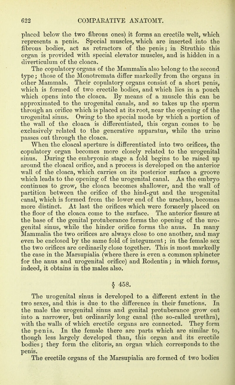 placed below tlie two fibrous ones) it forms an erectile welt, wliich represents a penis. Special muscles, wliich. are inserted into the fibrous bodies, act as retractors of the penis; in Strutliio this organ is provided with special elevator muscles, and is bidden in a diverticulum of tbe cloaca. The copulatory organs of tbe Mammalia also belong to tbe second type; tbose of tbe Monotremata differ markedly from tbe organs in otber Mammals. Tbeir copulatory organs consist of a sbort penis, wbicb is formed of two erectile bodies, and wbicb lies in a poucb wbicb opens into tbe cloaca. By means of a muscle tbis can be approximated to tbe urogenital canals, and so takes up tbe sperm tbrougb an orifice wbicb is placed at its root, near tbe opening of tbe urogenital sinus. Owing to tbe special mode by wbicb a portion of tbe wall of tbe cloaca is differentiated, tbis organ comes to be exclusively related to tbe generative apparatus, wbile tbe urine passes out tbrougb tbe cloaca. Wben tbe cloacal aperture is differentiated into two orifices, tbe copulatory organ becomes more closely related to tbe urogenital sinus. During tbe embryonic stage a fold begins to be raised up around tbe cloacal orifice, and a process is developed on tbe anterior wall of tbe cloaca, wbicb carries on its posterior surface a groove wbicb leads to tbe opening of tbe urogenital canal. As tbe embryo continues to grow, tbe cloaca becomes sballower, and tbe wall of partition between tbe orifice of tbe bind-gut and tbe urogenital canal, wbicb is formed from tbe lower end of tbe uracbus, becomes more distinct. At last tbe orifices wbicb were formerly placed on tbe floor of tbe cloaca come to tbe surface. Tbe anterior fissure at tbe base of tbe genital protuberance forms tbe opening of tbe uro- genital sinus, wbile tbe binder orifice forms tbe anus. In many Mammalia tbe two orifices are always close to one anotber, and may even be enclosed by tbe same fold of integument; in tbe female sex tbe two orifices are ordinarily close togetber. Tbis is most markedly tbe case in tbe Marsupialia (wbere tbere is even a common spbincter for tbe anus and urogenital orifice) and Rodentia; in wbicb forms, indeed, it obtains in tbe males also. § 458. Tbe urogenital sinus is developed to a different extent in tbe two sexes, and tbis is due to tbe difference in tbeir functions. In tbe male tbe urogenital sinus and genital protuberance grow out into a narrower, but ordinarily long canal (tbe so-called uretbra), witb tbe walls of wbicb erectile organs are connected. Tbey form tbe penis. In tbe female tbere are parts wbicb are similar to, tbougb less largely developed tban, tbis organ and its erectile bodies; tbey form tbe clitoris, an organ wbicb corresponds to tbe penis. Tbe erectile organs of tbe Marsupialia are formed of two bodies