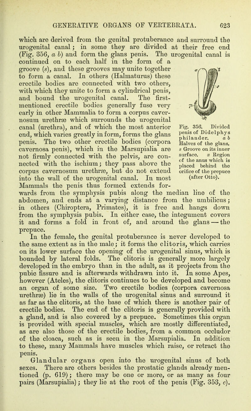 wMcli are derived from the genital protuberance and surround the urogenital canal; in some they are divided at their free end (Fig. 356, a h) and form the glans penis. The urogenital canal is continued on to each half in the form of a groove (s), and these grooves may unite together to form a canal. In others (Halmaturus) these erectile bodies are connected with two others, with which they unite to form a cylindrical penis, and bound the urogenital canal. The first- mentioned erectile bodies generally fuse very early in other Mammalia to form a corpus caver- nosum urethrse which surrounds the urogenital canal (urethra), and of which the most anterior end, which varies greatly in form, forms the glans penis. The two other erectile bodies (corpora cavernosa penis), which in the Marsupialia are not firmly connected with the pelvis, are con- nected with the ischium; they pass above the corpus cavernosum urethr^e, but do not extend into the wall of the urogenital canal. In most Mammals the penis thus formed extends for- wards from the symphysis pubis along the median line of the abdomen, and ends at a varying distance from the umbilicus; in others (Chiroptera, Primates), it is free and hangs down from the symphysis pubis. In either case, the integument covers it and forms a fold in front of_, and around the glans — the prepuce. In the female, the genital protuberance is never developed to the same extent as in the male; it forms the clitoris, which carries on its lower surface the opening of the urogenital sinus, which is bounded by lateral folds. The clitoris is generally more largely developed in the embryo than in the adult, as it projects from the pubic fissure and is afterwards withdrawn into it. In some Apes, however (Ateles), the clitoris continues to be developed and become an organ of some size. Two erectile bodies (corpora cavernosa urethra3) lie in the walls of the urogenital sinus and surround it as far as the clitoris, at the base of which there is another pair of erectile bodies. The end of the clitoris is generally provided with a gland, and is also covered by a prepuce. Sometimes this organ is provided with special muscles^ which are mostly differentiated, as are also those of the erectile bodies, from a common occluder of the cloaca, such as is seen in the Marsupialia. In addition to these, many Mammals have muscles which raise, or retract the penis. Glandular organs open into the urogenital sinus of both sexes. There are others besides the prostatic glands already men- tioned (p. 619); there may be one or more, or as many as four pairs (Marsupialia); they lie at the root of the penis (Fig. 353, c). Fig. 356. Divided penis of Didelphys philander. a h Halves of the glans. s Groove on its inner surface. x Region of the anus which is placed behind the orifice of the prepuce (after Otto).