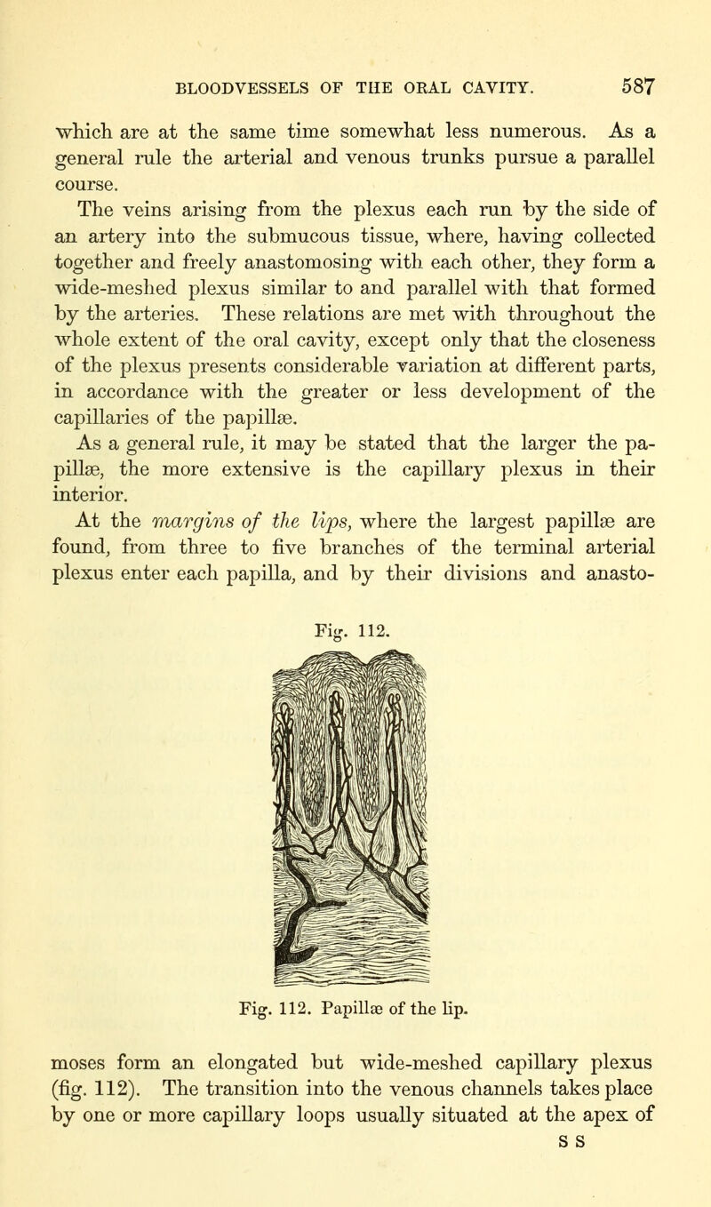 which are at the same time somewhat less numerous. As a general rule the arterial and venous trunks pursue a parallel course. The veins arising from the plexus each run by the side of an artery into the submucous tissue, where, having collected together and freely anastomosing with each other, they form a wide-meshed plexus similar to and parallel with that formed by the arteries. These relations are met with throughout the whole extent of the oral cavity, except only that the closeness of the plexus presents considerable variation at different parts, in accordance with the greater or less development of the capillaries of the papillae. As a general rule, it may be stated that the larger the pa- pillae, the more extensive is the capillary plexus in their interior. At the margins of the lips, where the largest papillae are found, from three to five branches of the terminal arterial plexus enter each papilla, and by their divisions and anasto- Ficr. 112. Fig. 112. Papillae of the lip. moses form an elongated but wide-meshed capillary plexus (fig. 112). The transition into the venous channels takes place by one or more capillary loops usually situated at the apex of s s