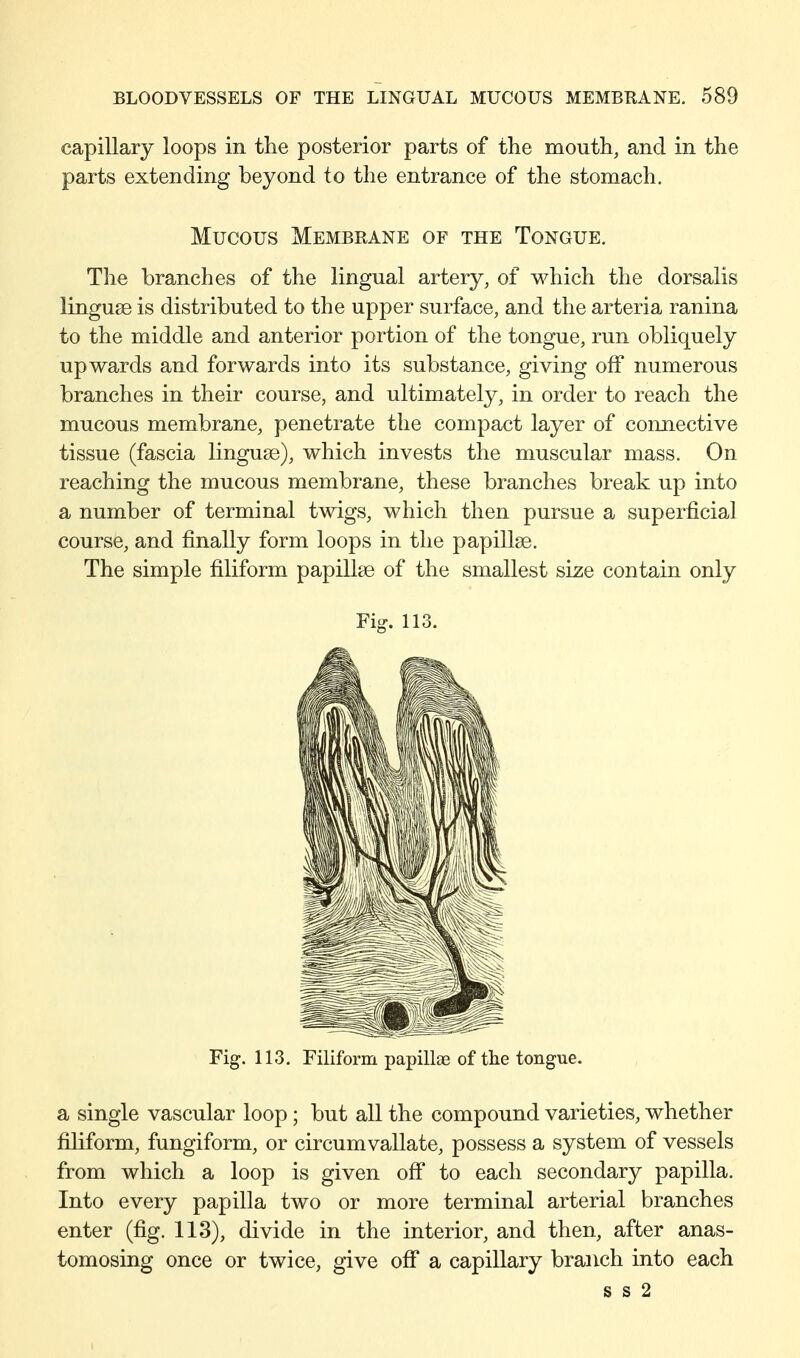 capillary loops in the posterior parts of the mouth, and in the parts extending beyond to the entrance of the stomach. Mucous Membrane of the Tongue. The branches of the lingual artery, of which the dorsalis linguse is distributed to the upper surface, and the arteria ranina to the middle and anterior portion of the tongue, run obliquely upwards and forwards into its substance, giving off numerous branches in their course, and ultimately, in order to reach the mucous membrane, penetrate the compact layer of connective tissue (fascia linguae), which invests the muscular mass. On reaching the mucous membrane, these branches break up into a number of terminal twigs, which then pursue a superficial course, and finally form loops in the papillae. The simple filiform papillae of the smallest size contain only Fig. 113. Filiform papillae of the tongue. a single vascular loop; but all the compound varieties, whether filiform, fungiform, or circumvallate, possess a system of vessels from which a loop is given off to each secondary papilla. Into every papilla two or more terminal arterial branches enter (fig. 113), divide in the interior, and then, after anas- tomosing once or twice, give off a capillary branch into each s s 2