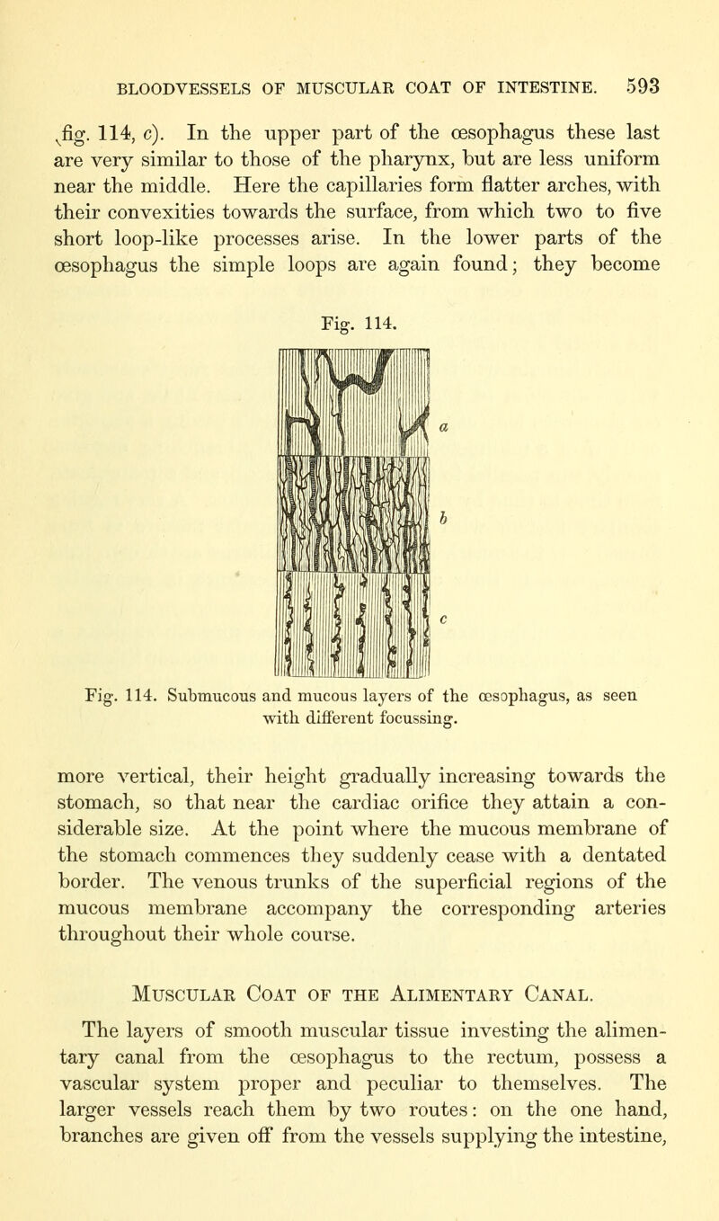 BLOODVESSELS OF MUSCULAR COAT OF INTESTINE. 598 ^fig. 114, c). In the upper part of the oesophagus these last are very similar to those of the pharjnix, but are less uniform near the middle. Here the capillaries form flatter arches, with their convexities towards the surface, from which two to five short loop-like processes arise. In the lower parts of the oesophagus the simple loops are again found; they become Fig. 114. Fig. 114. Submucous and mucous layers of the oesophagus, as seen with different focussing. more vertical, their height gradually increasing towards the stomach, so that near the cardiac orifice they attain a con- siderable size. At the point where the mucous membrane of the stomach commences they suddenly cease with a dentated border. The venous trunks of the superficial regions of the mucous membrane accompany the corresponding arteries throughout their whole course. Muscular Coat of the Alimentary Canal. The layers of smooth muscular tissue investing the alimen- tary canal from the oesophagus to the rectum, possess a vascular system proper and peculiar to themselves. The larger vessels reach them by two routes: on the one hand, branches are given off from the vessels supplying the intestine,