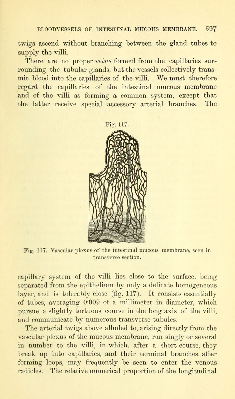 twigs ascend without branching between the gland tubes to supply the villi. There are no proper veins formed from the capillaries sur- rounding the tubular glands, but the vessels collectively trans- mit blood into the capillaries of the villi. We must therefore regard the capillaries of the intestinal mucous membrane and of the villi as forming a common system, except that the latter receive special accessory arterial branches. The Fig. 117. Fig. 117. Vascular plexus of the intestinal mucous membrane, seen in transverse section. capillar}^ system of the villi lies close to the surface, being- separated from the epithelium by only a delicate homogeneous layer, and is tolerably close (fig. 117). It consists essentially of tubes, averaojinff 0 009 of a millimeter in diameter, which pursue a slightly tortuous course in the long axis of the villi, and communicate by numerous transverse tubules. The arterial twigs above alluded to, arising directly from the vascular plexus of the mucous membrane, run singly or several in number to the villi, in which, after a short course, they break up into capillaries, and their terminal branches, after forming loops, may frequently be seen to enter the venous radicles. The relative numerical proportion of the longitudinal