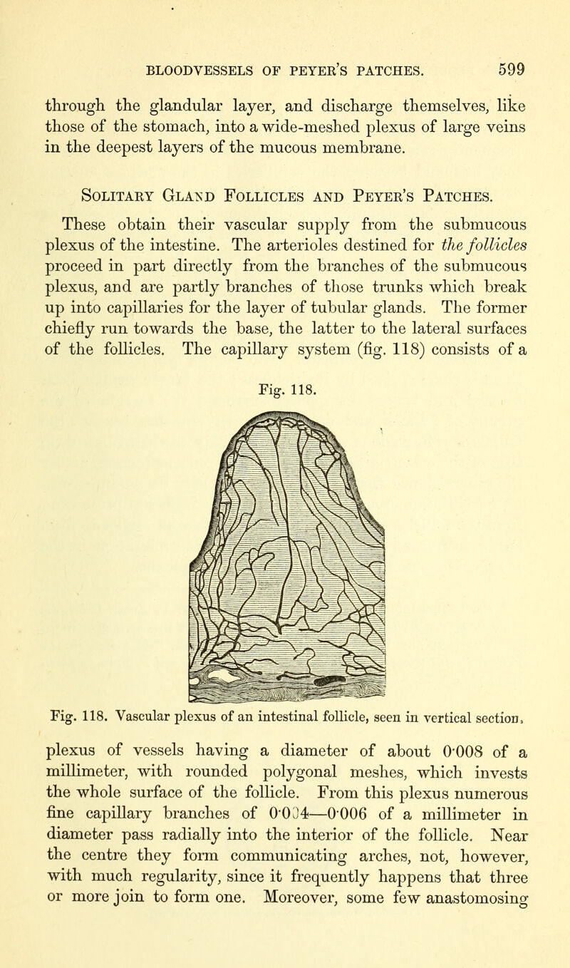 through the glandular layer, and discharge themselves, like those of the stomach, into a wide-meshed plexus of large veins in the deepest layers of the mucous membrane. Solitary Gla^d Follicles and Peyer's Patches. These obtain their vascular supply from the submucous plexus of the intestine. The arterioles destined for the follicles proceed in part directly from the branches of the submucous plexus, and are partly branches of those trunks which break up into capillaries for the layer of tubular glands. The former chiefly run towards the base, the latter to the lateral surfaces of the follicles. The capillary system (fig. 118) consists of a Fig. 118. Fig. 118. Vascular plexus of an intestinal follicle, seen in vertical section, plexus of vessels having a diameter of about O'OOS of a millimeter, with rounded polygonal meshes, which invests the whole surface of the follicle. From this plexus numerous fine capillary branches of 0'0u4—0006 of a millimeter in diameter pass radially into the interior of the follicle. Near the centre they form communicating arches, not, however, with much regularity, since it frequently happens that three or more join to form one. Moreover, some few anastomosing