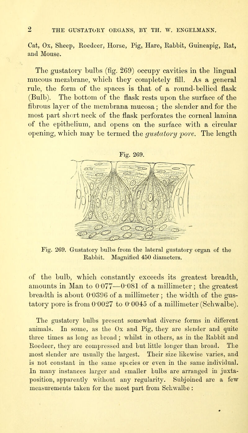 Cat, Ox, Sheep, Roedeer, Horse, Pig, Hare, Rabbit, Guineapig, Rat, and Mouse. The gustatory bulbs (fig. 269) occupy cavities in the lingual mucous membrane, which they completely fill. As a general rule, the form of the spaces is that of a round-bellied flask (Bulb). The bottom of the flask rests upon the surface of the fibrous layer of the membrana mucosa; the slender and for the most part short neck of the flask perforates the corneal lamina of the epithelium, and opens on the surface with a circular opening, which may be termed the gustatory pore. The length Fig. 269. Fig. 269. Gustatory bulbs from the lateral gustatory organ of the Rabbit. Magnified 450 diameters. of the bulb, which constantly exceeds its greatest breadth, amounts in Man to 0 077—0-081 of a millimeter; the greatest breadth is about 00896 of a millimeter; the width of the gus- tatory pore is from 00027 to 0-004o of a millimeter (Schwalbe). The gustatory bulbs present somewhat diverse forms in different animals. In some, as the Ox and Pig, they are slender and quite three times as long as broad ; whilst in others, as in the Rabbit and Roedeer, they are compressed and but little longer than broad. The most slender are usually the largest. Their size likewise varies, and is not constant in the same species or even in the same individual. In many instances larger and smaller bulbs are arranged in juxta- position, appai-ently without any regularity. Subjoined are a few measurements taken for the most part from Schwalbe :