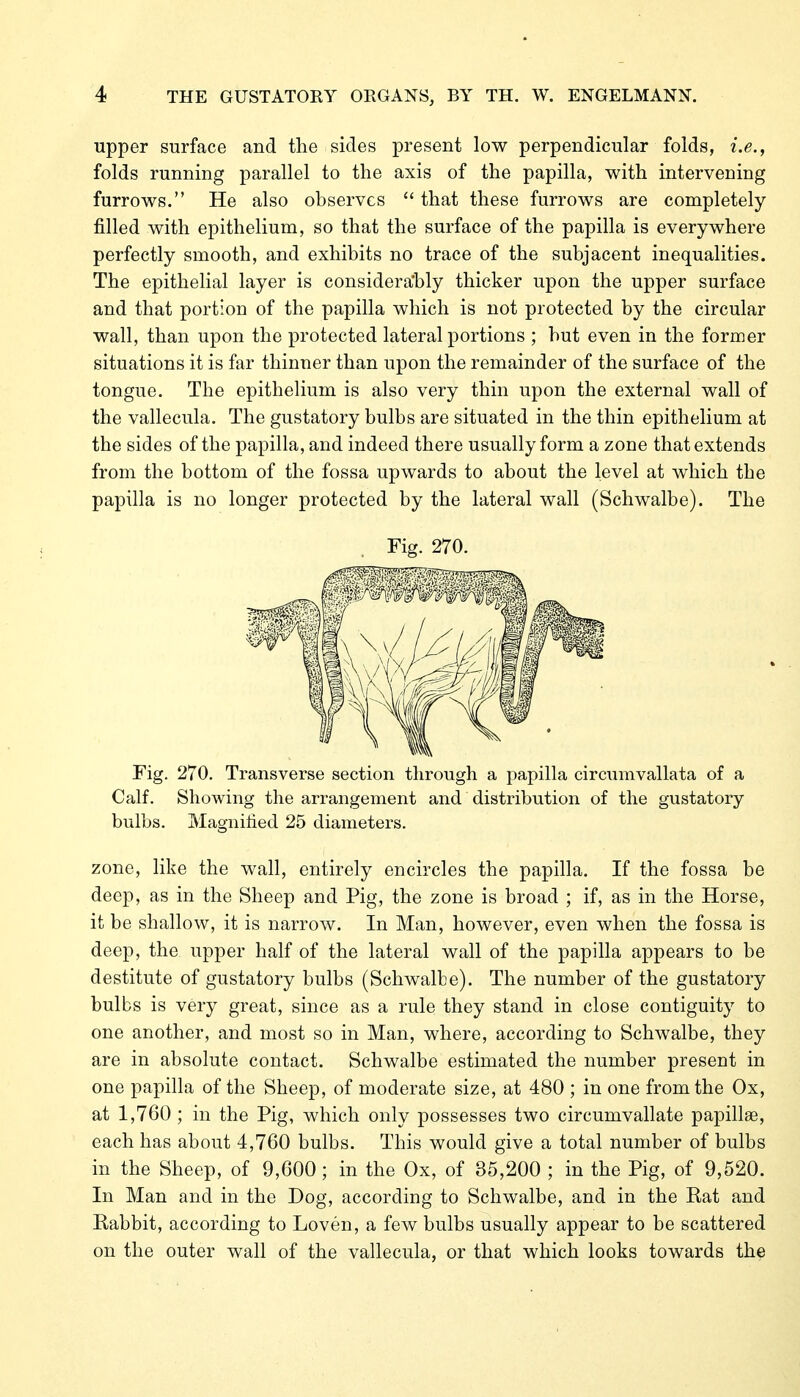 upper surface and tlie sides present low perpendicular folds, i.e., folds running parallel to the axis of the papilla, with intervening furrows. He also observes  that these furrows are completely filled with epithelium, so that the surface of the papilla is everywhere perfectly smooth, and exhibits no trace of the subjacent inequalities. The epithelial layer is considera'bly thicker upon the upper surface and that portion of the papilla which is not protected by the circular wall, than upon the protected lateral portions ; but even in the former situations it is far thinner than upon the remainder of the surface of the tongue. The epithelium is also very thin upon the external wall of the vallecula. The gustatory bulbs are situated in the thin epithelium at the sides of the papilla, and indeed there usually form a zone that extends from the bottom of the fossa upwards to about the level at which the papilla is no longer protected by the lateral wall (Schwalbe). The zone, like the wall, entirely encircles the papilla. If the fossa be deep, as in the Sheep and Pig, the zone is broad ; if, as in the Horse, it be shallow, it is narrow. In Man, however, even when the fossa is deep, the upper half of the lateral wall of the papilla appears to be destitute of gustatory bulbs (Schwalbe). The number of the gustatory bulbs is very great, since as a rule they stand in close contiguity to one another, and most so in Man, where, according to Schwalbe, they are in absolute contact. Schwalbe estimated the number present in one papilla of the Sheep, of moderate size, at 480 ; in one from the Ox, at 1,760 ; in the Pig, which only possesses two circumvallate papillae, each has about 4,760 bulbs. This would give a total number of bulbs in the Sheep, of 9,600; in the Ox, of 85,200 ; in the Pig, of 9,520. In Man and in the Dog, according to Schwalbe, and in the Rat and Rabbit, according to Loven, a few bulbs usually appear to be scattered on the outer wall of the vallecula, or that which looks towards the Fig. 270. Fig. 270. Transverse section through a papilla circumvallata of a Calf. Showing the arrangement and distribution of the gustatory bulbs. Magnified 25 diameters.