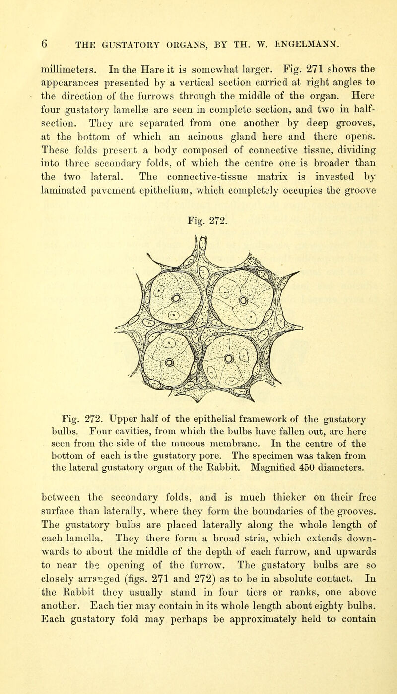 millimeters. In the Hare it is somewhat larger. Fig. 271 shows the appearances presented by a vertical section carried at right angles to the direction of the furrows through the middle of the organ. Here four gustatory lamellae are seen in complete section, and two in half- section. They are separated from one another by deep grooves, at the bottom of which an acinous gland here and there opens. These folds present a body composed of connective tissue, dividing into three secondary folds, of which the centre one is broader than the two lateral. The connective-tissue matrix is invested by laminated pavement epithelium, which completely occupies the groove Fig. 272. Fig. 272, Upper half of the epithelial framework of the gustatory bulbs. Four cavities, from which the bulbs have fallen out, are here seen from the side of the mucous membrane. In the centre of the bottom of each is the gustatory pore. The specimen was taken from the lateral gustatory organ of the Rabbit. Magnified 450 diameters. between the secondary folds, and is much thicker on their free surface than laterally, where they form the boundaries of the grooves. The gustatory bulbs are placed laterally along the whole length of each lamella. They there form a broad stria, which extends down- wards to about the middle of the depth of each furrow, and upwards to near the opening of the furrow. The gustatory bulbs are so closely arra'nged (figs. 271 and 272) as to be in absolute contact. In the Rabbit they usually stand in four tiers or ranks, one above another. Each tier may contain in its whole length about eighty bulbs. Each gustatory fold may perhaps be approximately held to contain