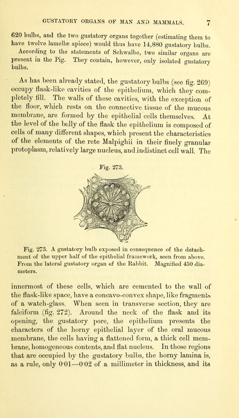 620 bulbs, and the two gustatory organs together (estimating them to have twelve lamellss apiece) would thus have 14,880 gustatory bulbs. According to the statements of Schwalbe, two similar organs are present in the Pig. They contain, however, only isolated gustatory bulbs. As has been already stated, the gustatory bulbs (see fig. 269) occupy flask-lik() cavities of the epithelium, which they com- pletely fill. The walls of these cavities, with the exception of the floor, which rests on the connective tissue of the mucous membrane, are formed by the epithelial ceils themselves. At the level of the belly of the flask the epithelium is composed of cells of many diflferent shapes, which present the characteristics of the elements of the rete Malpighii in their finely granular protoplasm, relatively large nucleus, and indistinct cell wall. The Fig. 273. Fig. 273. A gustatory bulb exposed in consequence of the detach- ment of the upper half of the epithelial frame wort;, seen from above. From the lateral gustatory organ of the Rabbit. Magnified 450 dia- meters. innermost of these cells, which are cemented to the wall of the flask-like space, have a concavo-convex shape, like fragmenfcis of a watch-glass. When seen in transverse section, they are falciform (fig. 272). Around the neck of the flask and its opening, the gustatory pore, the epithelium presents the characters of the horny epithelial layer of the oral mucous membrane, the cells having a flattened form, a thick cell mem- brane, homogeneous contents, and flat nucleus. In those regions that are occupied by the gustatory bulbs, the horny lamina is, as a rule, only 0 01—0 02 of a millimeter in thickness, and its