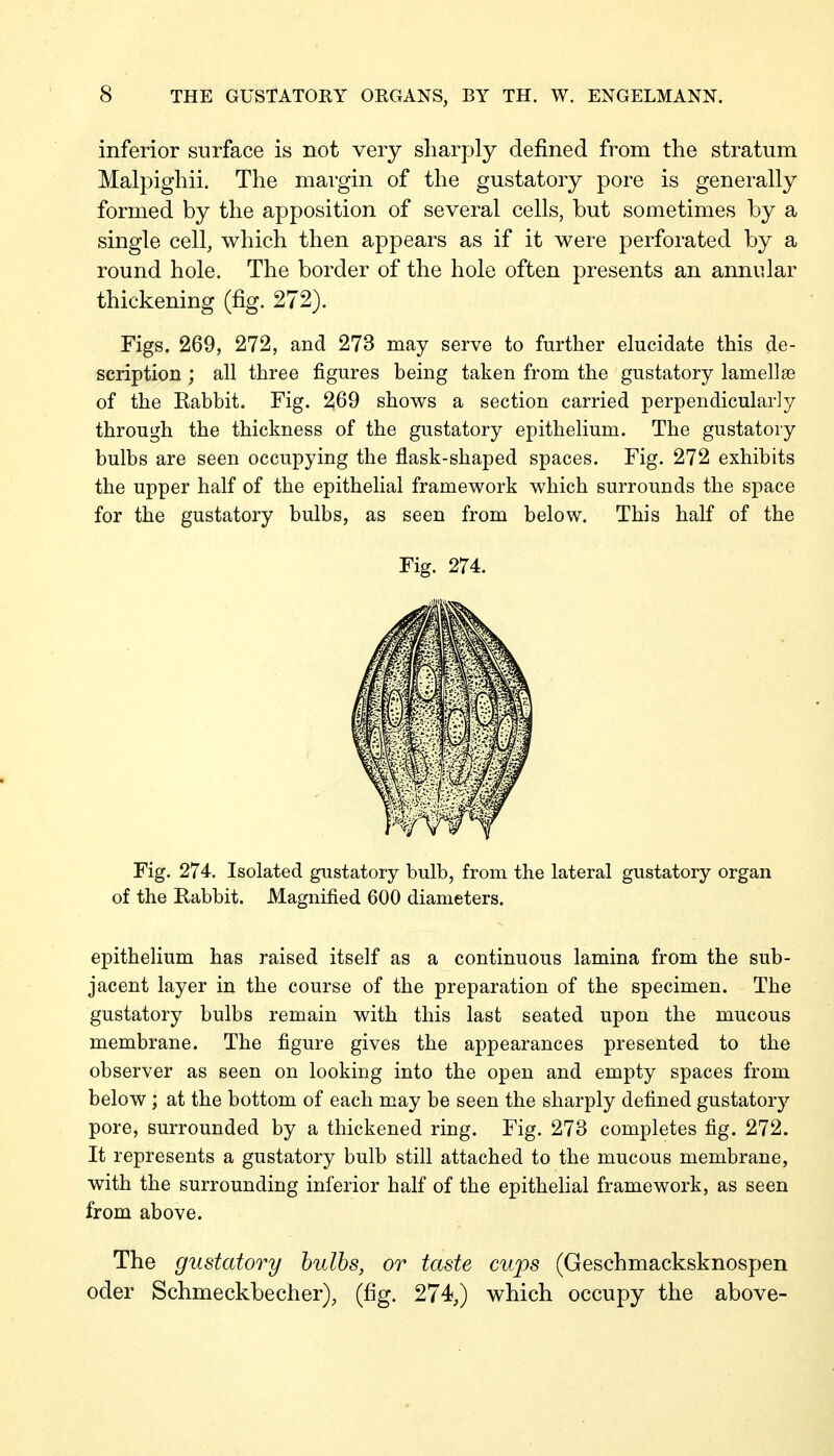 inferior surface is not very sharply defined from the stratum Malpighii. The margin of the gustatory pore is generally formed by the apposition of several cells, but sometimes by a single cell, which then appears as if it were perforated by a round hole. The border of the hole often presents an annular thickening (fig. 272). Figs. 269, 272, and 273 may serve to further elucidate this de- scription ; all three figures being taken from the gustatory lamellae of the Rabbit. Fig. 269 shows a section carried perpendicularly through the thickness of the gustatory epithelium. The gustatory bulbs are seen occupying the flask-shaped spaces. Fig. 272 exhibits the upper half of the epithelial framework which surrounds the space for the gustatory bulbs, as seen from below. This half of the Fig. 274. Fig. 274. Isolated gustatory bulb, from the lateral gustatory organ of the Rabbit. Magnified 600 diameters. epithelium has raised itself as a continuous lamina from the sub- jacent layer in the course of the preparation of the specimen. The gustatory bulbs remain with this last seated upon the mucous membrane. The figure gives the appearances presented to the observer as seen on looking into the open and empty spaces from below ; at the bottom of each may be seen the sharply defined gustatory pore, surrounded by a thickened ring. Fig. 273 completes fig. 272. It represents a gustatory bulb still attached to the mucous membrane, with the surrounding inferior half of the epithelial framework, as seen from above. The gustatory bulbs, or taste cups (Geschmacksknospen oder Schmeckbecher), (fig. 274,) which occupy the above-