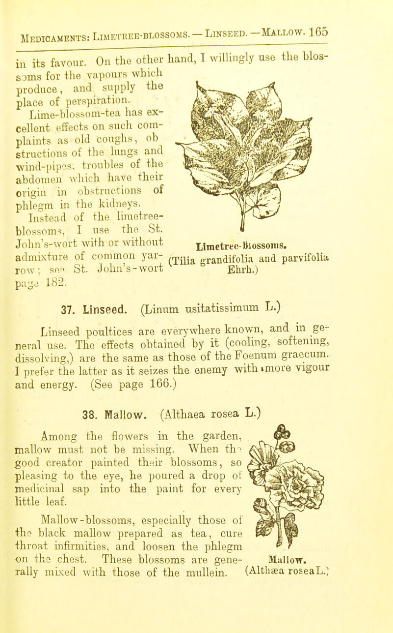 in its favour. On the other hand, I willingly use the sjms for the vapours which produce, and supply the place of perspiration. Lime-blossom-tea has ex- cellent effects on such com- plaints as old coughs, ob structions of the lungs and wind-pipes; troubles of the abdomen which have their origin in obstructions of phlegm in the kidneys. Instead of the limetree- blossoms, I use the St. John's-wort with or without admixture of common yar- orandifolia and parvifolia row: so.-> St. John's-wort 0 Elirh.) 37. Linseed. (Linum usitatissimum L.) Linseed poultices are everywhere known, and in ge- neral use. The effects obtained by it (cooling, softening, dissolving,) are the same as those of the Foenum graecum. I prefer the latter as it seizes the enemy with .more vigour and energy. (See page 166.) 38. Mallow. (Althaea rosea L.) Among the flowers in the garden, mallow must not be missing. When tin good creator painted their blossoms, so pleasing to the eye, he poured a drop of medicinal sap into the paint for every little leaf. Mallow-blossoms, especially those of the black mallow prepared as tea, cure throat infirmities, and loosen the phlegm on the chest. These blossoms are gene- Mallow, rally mixed with those of the mullein. (Althaea roseaL.) Limetree- Bi ossoms.