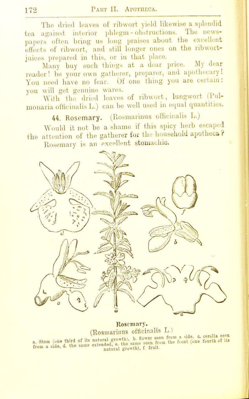 The dried leaves of ribwort yield likewise a splendid tea against interior phlegm - obstructions. The news- papers often bring us long praises about the excellent effects of ribwort, and still longer ones on the ribwort- juices prepared in Ibis, or in that place. Many buy such things at a dear price. My deal reader! be your own gatherer, preparer, and apothecary! You need have no fear. Of one thing you are certain: you will get genuine wares. With the dried leaves of ribwort, lungwort (Pul- monaria officinalis L.) can be well used in equal quantities. 44. Rosemary. (Rosmarinus officinalis L.) Would it not be a shame if tins spicy herb escap 1 the attention of the gatherer for the household apotheca ? Rosemary is an excellent stomachic. Rosemary. (Rosmarinus officinalis L.) a. Stem (one third of its ^t>™ SÄTE from a side, d. the same extended,^, tta «»e seen*