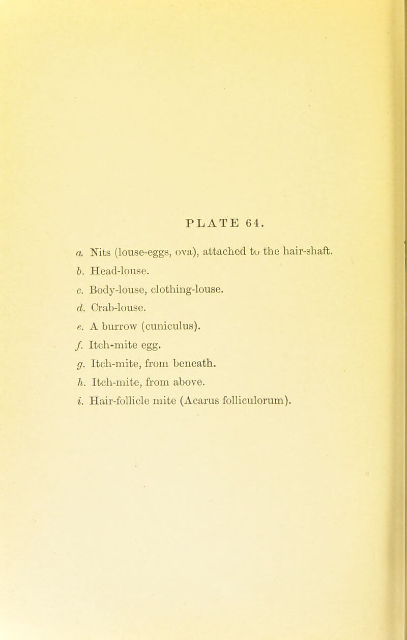 a. Nits (louse-eggs, ova), attached to the hair-shaft. 6. Head-louse. c. Body-louse, clothing-louse. d. Crab-louse. e. A burrow (cunicuius). /. Itch-mite egg. g. Itch-mite, from beneath. h. Itch-mite, from above. i. Hair-follicle mite (Acarus folliculorum).