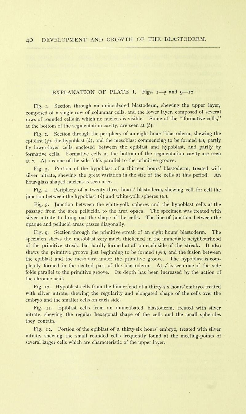 EXPLANATION OF PLATE I. Figs. 1—5 and 9—12. Fig. I. Section through an unincubated blastoderm, shewing the upper layer, composed of a single row of columnar cells, and the lower layer, composed of several rows of rounded cells in which no nucleus is visible. Some of the formative cells, at the bottom of the segmentation cavity, are seen at [d). Fig. 2. Section through the periphery of an eight hours' blastoderm, shewing the epiblast (/), the hypoblast {/i), and the mesoblast commencing to be formed [c], partly by lower-layer cells enclosed between the epiblast and hypoblast, and partly by formative cells. Formative cells at the bottom of the segmentation cavity are seen at Ik At s is one of the side folds parallel to the primitive groove. Fig. 3. Portion of the hypoblast of a thirteen hours' blastoderm, treated with silver nitrate, shewing the great variation in the size of the cells at this period. An hour-glass shaped nucleus is seen at a. Fig. 4. Periphery of a twenty-three hours' blastoderm, shewing cell for cell the junction between the hypoblast (A) and white-yolk spheres (za). Fig- 5' Junction between the white-yolk spheres and the hypoblast cells at the passage from the area pellucida to the area opaca. The specimen was treated with silver nitrate to bring out the shape of the cells. The line of junction between the opaque and pellucid areas passes diagonally. Fig. 9. Section through the primitive streak of an eight hours' blastoderm. The specimen shews the mesoblast very much thickened in the immediate neighbourhood of the primitive streak, but hardly formed at all on each side of the streak. It also shews the primitive groove just beginning to be formed (/r), and the fusion between the epiblast and the mesoblast under the primitive groove. The hypoblast is com- pletely formed in the central part of the blastoderm. At / is seen one of the side folds parallel to the primitive groove. Its depth has been increased by the action of the chromic acid. Fig. 10. Hypoblast cells from the hinder end of a thirty-six hours'embryo, treated with silver nitrate, shewing the regularity and elongated shape of the cells over the embryo and the smaller cells on each side. Fig. ir. Epiblast cells from an unincubated blastoderm, treated with silver nitrate, shewing the regular hexagonal shape of the cells and the small spherules they contain. Fig. 12. Portion of the epiblast of a thirty-six hours' embryo, treated with silver nitrate, shewing the small rounded cells frequently found at the meeting-points of several larger cells which are characteristic of the upper layer.