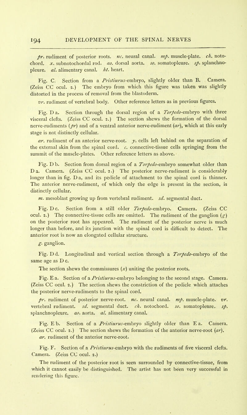 pr. rudiment of posterior roots, nc. neural canal, mp. muscle-plate, ch, noto- chord. X. subnotochordal rod. ao. dorsal aorta, so. somatopleure. sp, splanchno- pleure. al. alimentary canal, ht. heart. Fig. C. Section from a Pristmrus-Qxnhxyo, slightly older than B. Camera. (Zeiss CC ocul. 2.) The embryo from which this figure was taken was slightly distorted in the process of removal from the blastoderm. vr. rudiment of vertebral body. Other reference letters as in previous figures. Fig. D a. Section through the dorsal region of a Torpedo-emhxyo with three visceral clefts. (Zeiss CC ocul. 2.) The section shews the formation of the dorsal nerve-rudiments {pr) and of a ventral anterior nerve-rudiment {ar), which at this early stage is not distinctly cellular. ar. rudiment of an anterior nerve-root. y. cells left behind on the separation of the external skin from the spinal cord. c. connective-tissue cells springing from the summit of the muscle-plates. Other reference letters as above. Fig. D b. Section from dorsal region of a To7pedo-emhryo somewhat older than Da. Camera. (Zeiss CC ocul. 2.) The posterior nerve-rudiment is considerably longer than in fig. D a, and its pedicle of attachment to the spinal cord is thinner. The anterior nerve-rudiment, of which only the edge is present in the section, is distinctly cellular. m. mesoblast growing up from vertebral rudiment, sd. segmental duct. Fig. Dc. Section from a still older Torpedo-emhryo. Camera. (Zeiss CC ocul. 2.) The connective-tissue cells are omitted. The rudiment of the ganglion [g) on the posterior root has appeared. The rudiment of the posterior nerve is much longer than before, and its junction with the spinal cord is difficult to detect. The anterior root is now an elongated cellular structure. g. ganglion. Fig. D d. Longitudinal and vertical section through a Torpedo-Qmhxyo of the same age as D c. The section shews the commissures {x) uniting the posterior roots. Fig. E a. Section of a Fristiuriis-emhxyo belonging to the second stage. Camera. (Zeiss CC ocul. 2.) The section shews the constriction of the pedicle which attaches the posterior nerve-rudiments to the spinal cord. pr. rudiment of posterior nerve-root. nc. neural canal, mp. muscle-plate, vr. vertebral rudiment, sd. segmental duct. ck. notochord. so. somatopleure. sp. splanchnopleure. ao. aorta, al. alimentary canal. Fig. E b. Section of a Fristiurus-emhxyo slightly older than E a. Camera. (Zeiss CC ocul. 2.) The section shews the formation of the anterior nerve-root [ar). ar. rudiment of the anterior nerve-root. Fig. F. Section of a Fristm7'us-exxihxyo with the rudiments of five visceral clefts. Camera. (Zeiss CC ocul. 2.) The rudiment of the posterior root is seen surrounded by connective-tissue, from which it cannot easily be distinguished. The artist has not been very successful in rendering this figure.