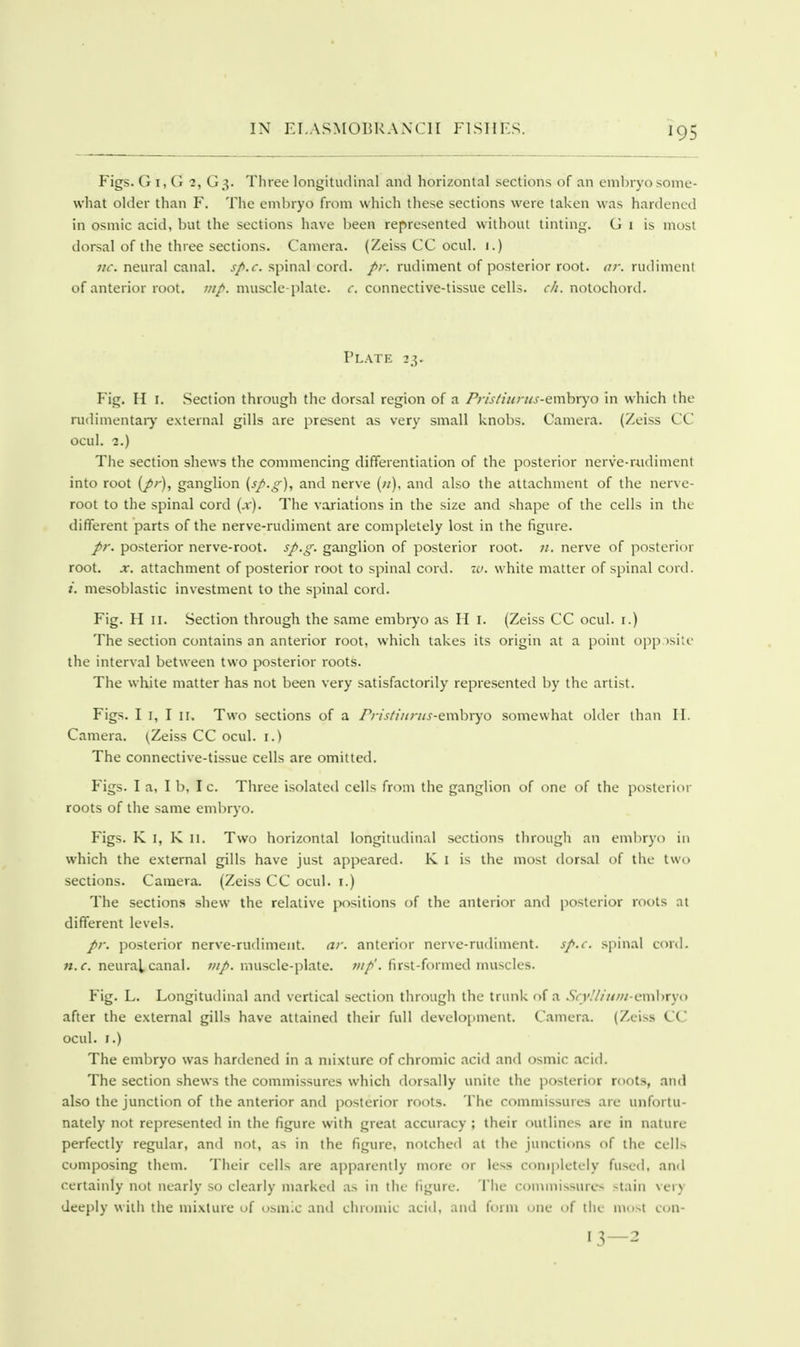 Figs. G I, G 2, G3. Three longitudinal and horizontal sections of an embryo some- what older than F. The embryo from which these sections were taken was hardened in osmic acid, but the sections have been represented without tinting. G i is most dorsal of the three sections. Camera. (Zeiss CC ocul. 1.) 11c. neural canal, sp.c. spinal cord. rudiment of posterior root. ar. rudiment of anterior root. ;///>. muscle-plate. connective-tissue cells, r//. notochord. Plate 23. Fig. H I. Section through the dorsal region of a Pris/iur-iis-emhryo in which the rudimentaiy external gills are present as very small knobs. Camera. (Zeiss CC ocul. 2.) The section shews the commencing differentiation of the posterior nerve-rtidimenl into root (/r), ganglion (sp-g), and nerve («), and also the attachment of the nerve- root to the spinal cord {x). The variations in the size and shape of the cells in the different parts of the nerve-rudiment are completely lost in the figure. pr. posterior nerve-root. sp.g. ganglion of posterior root. nerve of posterior root. X. attachment of posterior root to spinal cord. w. white matter of spinal cord. i. mesoblastic investment to the spinal cord. Fig. H II. Section through the same embryo as II i. (Zeiss CC ocul. i.) The section contains an anterior root, which lakes its origin at a point opp )siic the interval between two posterior roots. The white matter has not been very satisfactorily represented by the artist. Figs. I I, I II. Two sections of a /*r/j'////;7/j'-embiyo somewhat older than II. Camera. (Zeiss CC ocul. i.) The connective-tissue cells are omitted. Figs. I a, I b, I c. Three isolated cells from the ganglion of one of the posterior roots of the same embryo. Figs. K I, K II. Two horizontal longitudinal sections through an embryo in which the external gills have just appeared. K I is the most dorsal of the two sections. Camera. (Zeiss CC ocul. i.) The sections .shew the relative positions of the anterior and posterior roots at different levels. posterior nerve-rudiment, ar. anterior nerve-rudiment, sp.c. spinal c<>nl. n.c. neuratcanal. muscle-plate. ?iip'. first-formed muscles. Fig. L. Longitudinal and vertical section through the trunk of a .^SVv.V////;/-embryo after the external gills have attained their full development. Camera. (Zeiss CC ocul. I.) The embryo was hardened in a mixture of chromic acid and osmic acid. The section shews the commissures which dorsally unite the posterior roots, and also the junction of the anterior and posterior roots. The commissures are unfortu- nately not represented in the figure with great accuracy ; their outlines are in nature perfectly regular, and not, as in the figure, notched at the junctions of the cells composing them. Their cells are apparently more or less completely fu.sed, and certainly not nearly .so clearly marked as in the figure. The commissures stain very deeply with the mixture of osmic and chromic acitl, and form one of the most con- 13—2