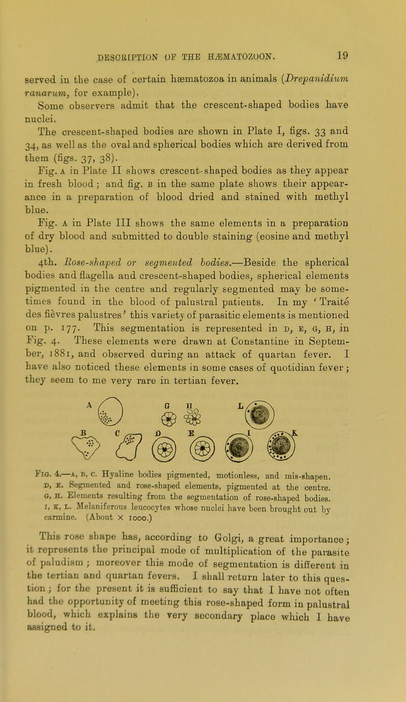 served in the case of certain haematozoa in animals {Drepanidium ranarum, for example). Some observers admit tliat the crescent-shaped bodies have nuclei. The crescent-shaped bodies are shown in Plate I, figs. 33 and 34, as well as the oval and spherical bodies which are derived from them (figs. 37, 38). Fig. A in Plate II shows crescent-shaped bodies as they appear in fresh blood ; and fig. b in the same plate shows their appear- ance in a preparation of blood dried and stained with methyl blue. Fig. A in Plate III shows the same elements in a preparation of dry blood and submitted to double staining (eosine and methyl blue). 4th. Bose-shaped or segmented bodies.—Beside the spherical bodies and flagella and crescent-shaped bodies, spherical elements pigmented in the centre and regularly segmented may be some- times found in the blood of palustral patients. In my ' Traité des fièvres palustres' this variety of parasitic elements is mentioned on p. 177. This segmentation is represented in D, g, in Fig. 4. These elements were drawn at Constantine in Septem- ber, 1881, and observed during an attack of quartan fever. I have also noticed these elements in some cases of quotidian fever ; they seem to me very rare in tertian fever. Fig. 4.—a, b, c. Hyaline bodies pigmented, motionless, and mis-shapen. D, E. Segmented and rose-shaped elements, pigmented at the centre. 6, H. Elements resulting from the segmentation of rose-shaped bodies. I, K, i. Melaniferons leucocytes whose nuclei have been brought out by carmine. (About X 1000.) This rose shape has, according- to Golgi, a great importance; it represents the principal mode of multiplication of the parasite of paludism ; moreover this mode of segmentation is different in the tertian and quartan fevers. I shall return later to this ques- tion ; for the present it is suflBcient to say that I have not often had the opportunity of meeting this rose-shaped form in palustral blood, which explains the very secondary place which I have assigned to it.