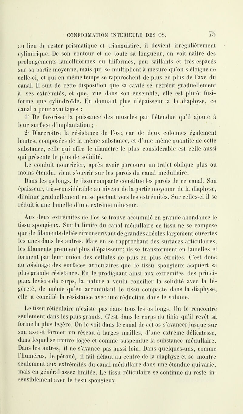 au lieu de rester prismatique et triangulaire, il devient irrégulièrement cylindrique. De son contour et de toute sa longueur, on voit naître des prolongements lamelliformes ou filiformes, peu saillants et très-espacés sur sa partie moyenne, mais qui se multiplient à mesure qu’on s’éloigne de celle-ci, et qui en même temps se rapprochent de plus en plus de l’axe du canal. Il suit de cette disposition que sa cavité se rétrécit graduellement à ses extrémités, et que, vue dans son ensemble, elle est plutôt fusi¬ forme que cylindroïde. En donnant plus d’épaisseur à la diaphyse, ce canal a pour avantages : 1° De favoriser la puissance des muscles par l’étendue qu’il ajoute à leur surface d’implantation ; 2° D’accroître la résistance de l’os ; car de deux colonnes également hautes, composées de la même substance, et d’une même quantité de cette substance, celle qui offre le diamètre le plus considérable est celle aussi qui présente le plus de solidité. Le conduit nourricier, après avoir parcouru un trajet oblique plus ou moins étendu, vient s’ouvrir sur les parois du canal médullaire. Dans les os longs, le tissu compacte constitue les parois de ce canal. Son épaisseur, très-considérable au niveau de la partie moyenne de la diaphyse, diminue graduellement en se portant vers les extrémités. Sur celles-ci il se réduit à une lamelle d’une extrême minceur. Aux deux extrémités de l’os se trouve accumulé en grande abondance le tissu spongieux. Sur la limite du canal médullaire ce tissu ne se compose que de filaments déliés circonscrivant de grandes aréoles largement ouvertes les unes dans les autres. Mais en se rapprochant des surfaces articulaires, les filaments prennent plus d’épaisseur; ils se transforment en lamelles et forment par leur union des cellules de plus en plus étroites. C’est donc au voisinage des surfaces articulaires que le tissu spongieux acquiert sa plus grande résistance. En le prodiguant ainsi aux extrémités des princi¬ paux leviers du corps, la nature a voulu concilier la solidité avec la lé¬ gèreté, de même qu’en accumulant le tissu compacte dans la diaphyse, elle a concilié la résistance avec une réduction dans le volume. Le tissu réticulaire n’existe pas dans tous les os longs. On le rencontre seulement dans les plus grands. C’est dans le corps du tibia qu’il revêt sa forme la plus légère. On le voit dans le canal de cet os s’avancer jusque sur son axe et former un réseau à larges mailles, d’une extrême délicatesse, dans lequel se trouve logée et comme suspendue la substance médullaire. Dans les autres, il ne s’avance pas aussi loin. Dans quelques-uns, comme l’humérus, le péroné, il fait défaut au centre de la diaphyse et se montre seulement aux extrémités du canal médullaire dans une étendue qui varie, mais en général assez limitée. Le tissu réticulaire se continue du reste in¬ sensiblement avec le tissu spongieux.