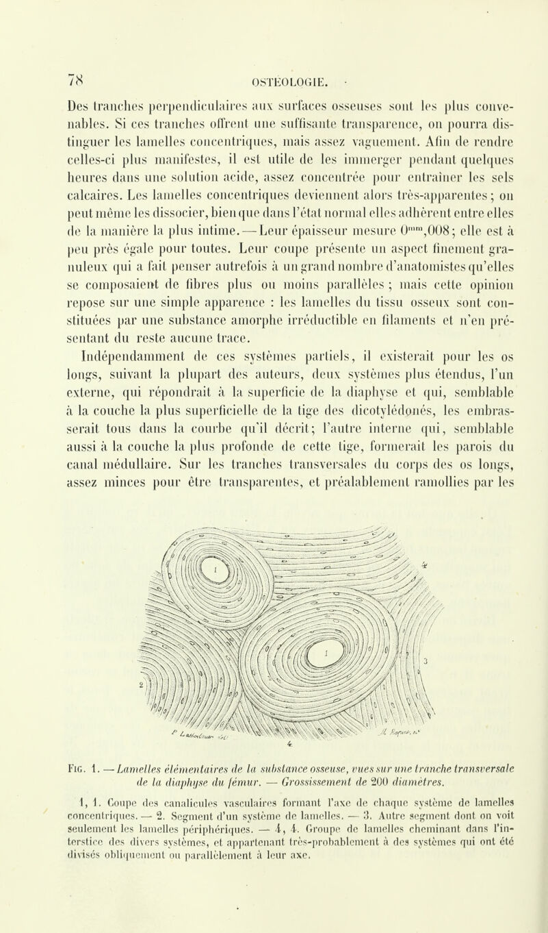 Des tranches perpendiculaires aux surfaces osseuses sont les plus conve¬ nables. Si ces tranches offrent une suffisante transparence, on pourra dis¬ tinguer les lamelles concentriques, mais assez vaguement. Afin de rendre celles-ci plus manifestes, il est utile de les immerger pendant quelques heures dans une solution acide, assez concentrée pour entraîner les sels calcaires. Les lamelles concentriques deviennent alors très-apparentes ; on peut même les dissocier, bien que dans l’état normal elles adhèrent entre elles de la manière la plus intime. —Leur épaisseur mesure 0,nm,008 ; elle est «à peu près égale pour toutes. Leur coupe présente un aspect finement gra¬ nuleux qui a fait penser autrefois à un grand nombre d’anatomistes qu’elles se composaient de fibres plus ou moins parallèles ; mais cette opinion repose sur une simple apparence : les lamelles du tissu osseux sont con¬ stituées par une substance amorphe irréductible en filaments et n’en pré¬ sentant du reste aucune trace. Indépendamment de ces systèmes partiels, il existerait pour les os longs, suivant la plupart des auteurs, deux systèmes plus étendus, l’un externe, qui répondrait à la superficie de la diaphyse et qui, semblable à la couche la plus superficielle de la tige des dicotylédpnés, les embras¬ serait tous dans la courbe qu’il décrit; l’autre interne qui, semblable aussi à la couche la plus profonde de cette tige, formerait les parois du canal médullaire. Sur les tranches transversales du corps des os longs, assez minces pour être transparentes, et préalablement ramollies par les Fig. 1. —Lamelles élémentaires de la substance osseuse, vues sur une tranche transversale de la diaphyse du fémur. — Grossissement de 200 diamètres. 1,1. Coupe des canalicules vasculaires formant l’axe de chaque système de lamelles concentriques.—* 2. Segment d’un système de lamelles. — 3. Autre segment dont on voit seulement les lamelles périphériques. —- 4, i. Groupe de lamelles cheminant dans l’in¬ terstice des divers systèmes, et appartenant très-probablement à des systèmes qui ont été divisés obliquement ou parallèlement à leur axe.