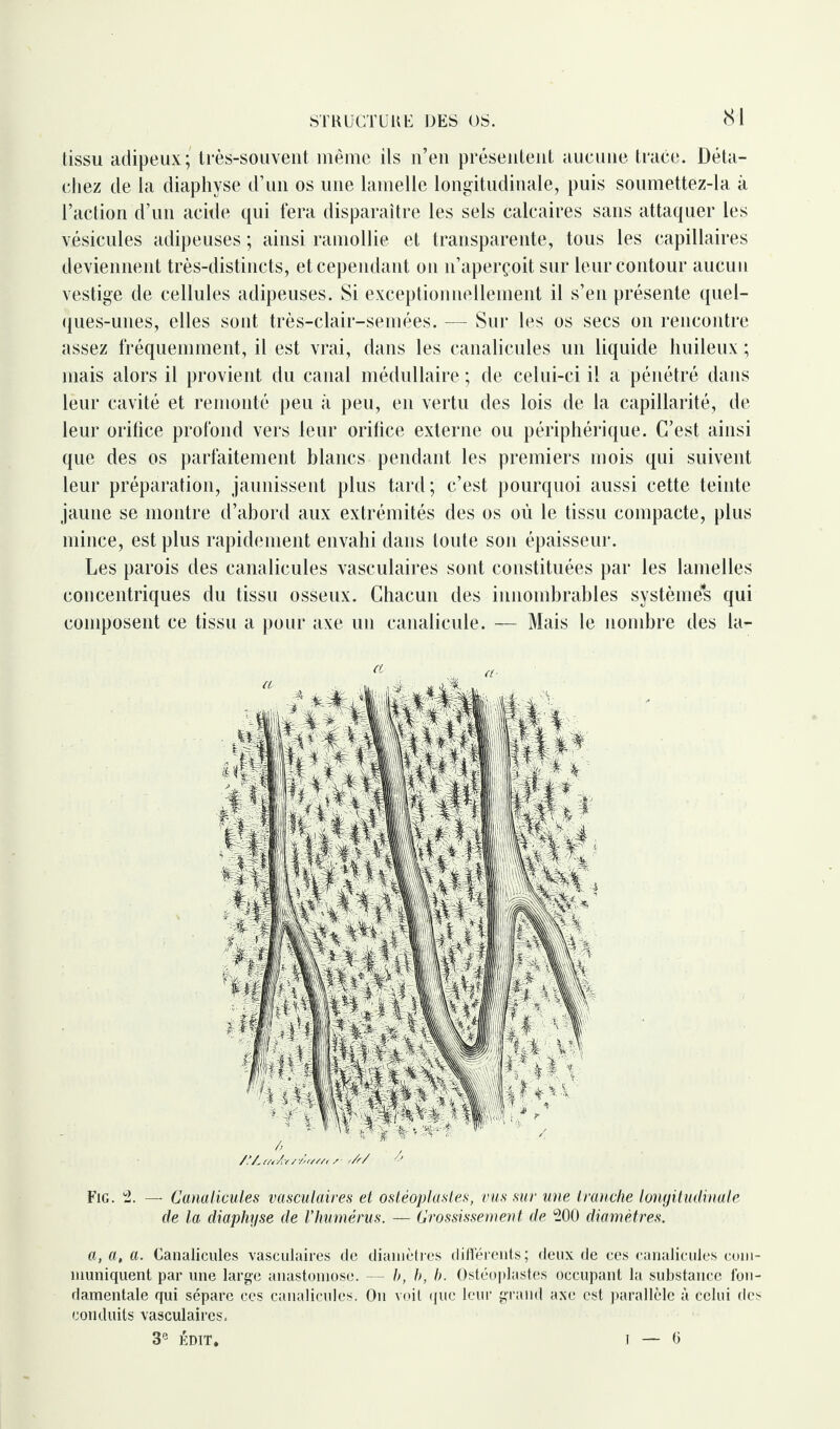 tissu adipeux; très-souvent même ils n’en présentent aucune trace. Déta¬ chez de la diaphyse d’un os une lamelle longitudinale, puis soumettez-la à l’action d’un acide qui fera disparaître les sels calcaires sans attaquer les vésicules adipeuses ; ainsi ramollie et transparente, tous les capillaires deviennent très-distincts, et cependant on n’aperçoit sur leur contour aucun vestige de cellules adipeuses. Si exceptionnellement il s’en présente quel¬ ques-unes, elles sont très-clair-semées. — Sur les os secs on rencontre assez fréquemment, il est vrai, dans les canalicules un liquide huileux ; mais alors il provient du canal médullaire ; de celui-ci il a pénétré dans leur cavité et remonté peu à peu, en vertu des lois de la capillarité, de leur orifice profond vers leur orifice externe ou périphérique. C’est ainsi que des os parfaitement blancs pendant les premiers mois qui suivent leur préparation, jaunissent plus tard; c’est pourquoi aussi cette teinte jaune se montre d’abord aux extrémités des os où le tissu compacte, plus mince, est plus rapidement envahi dans toute son épaisseur. Les parois des canalicules vasculaires sont constituées par les lamelles concentriques du tissu osseux. Chacun des innombrables système^ qui composent ce tissu a pour axe un canalicule. — Mais le nombre des la- Fig. 2. — Canalicules vasculaires et ostéoplastes, vus sur une tranche longitudinale de la diaphyse de Vhumérus. — Grossissement de 200 diamètres. a, a, a. Canalicules vasculaires de diamètres différents; deux de ces canalicules com¬ muniquent par une large anastomose. — h, h, b. Ostéoplastes occupant la substance fon¬ damentale qui sépare ces canalicules. On voit que leur grand axe est parallèle à celui des conduits vasculaires. 3e ÉDIT. — 6 I