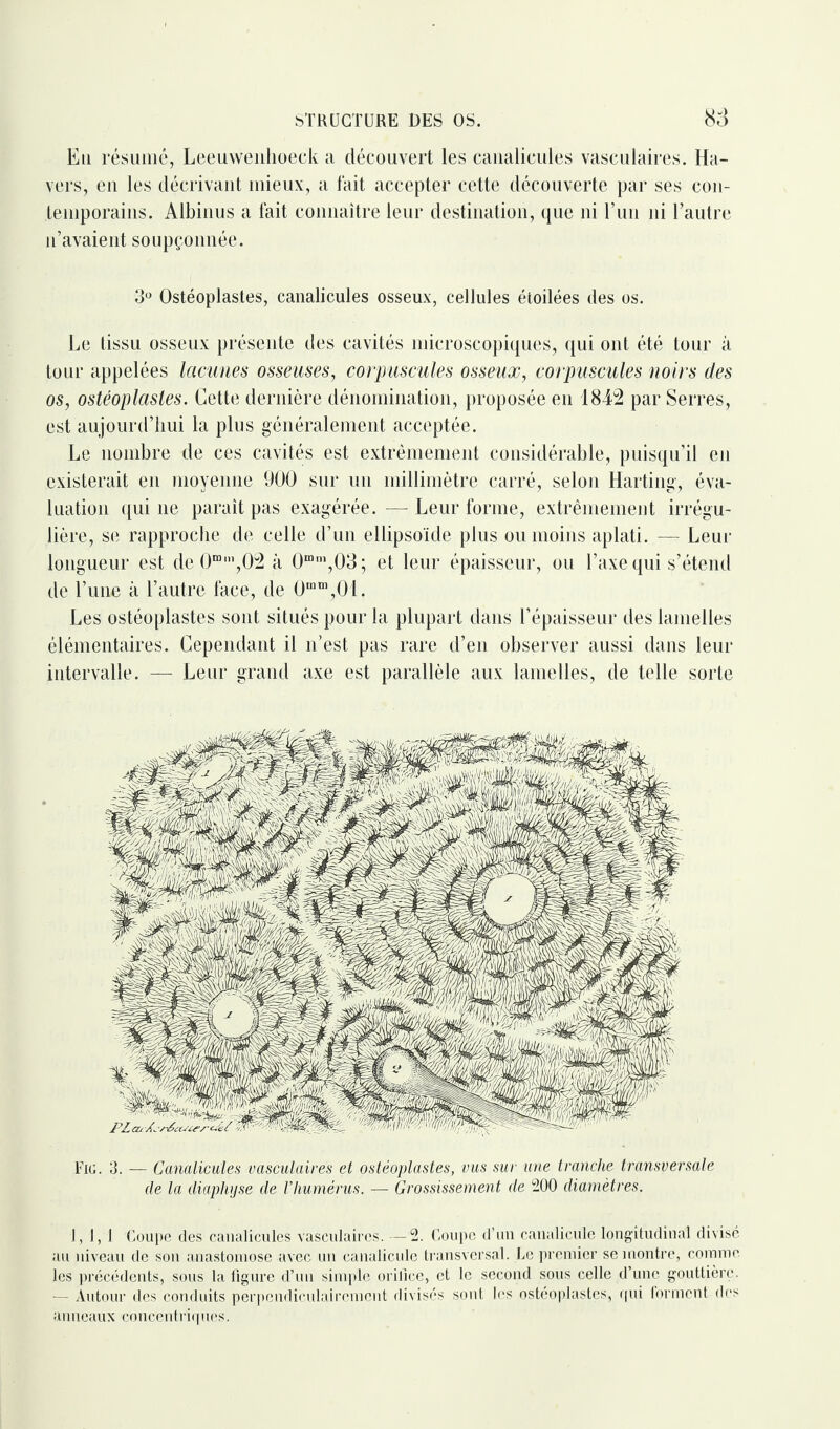 Eu résumé, Leeuwenhoeck a découvert les canalicules vasculaires. Ha- vers, en les décrivant mieux, a fait accepter cette découverte par ses con¬ temporains. Albinus a fait connaître leur destination, que ni l’un ni l’autre n’avaient soupçonnée. 3° Ostéoplastes, canalicules osseux, cellules étoilées des os. Le tissu osseux présente des cavités microscopiques, qui ont été tour à tour appelées lacunes osseuses, corpuscules osseux, corpuscules noirs des os, ostéoplastes. Cette dernière dénomination, proposée en 1842 par Serres, est aujourd’hui la plus généralement acceptée. Le nombre de ces cavités est extrêmement considérable, puisqu’il en existerait en moyenne 900 sur un millimètre carré, selon Harting, éva¬ luation qui ne paraît pas exagérée. — Leur forme, extrêmement irrégu¬ lière, se rapproche de celle d’un ellipsoïde plus ou moins aplati. — Leur longueur est de 0mm,02 à 0mm,03; et leur épaisseur, ou l’axe qui s’étend de l’une à l’autre face, de 0mm,0l. Les ostéoplastes sont situés pour la plupart dans l’épaisseur des lamelles élémentaires. Cependant il n’est pas rare d’en observer aussi dans leur intervalle. — Leur grand axe est parallèle aux lamelles, de telle sorte Fig. 3. — Canalicules vasculaires et ostéoplastes, vus sur une tranche transversale de la diaphyse de l’humérus. — Grossissement de 200 diamètres. 1,1,1 Coupe des canalicules vasculaires. —2. Coupe d’un canalicule longitudinal divisé au niveau de son anastomose avec un canalicule transversal. Le premier se montre, comme les précédents, sous la figure d’un simple orifice, et le second sous celle d’une gouttière. — Autour des conduits perpendiculairement divisés sont les ostéoplastes, qui forment des anneaux concentriques.