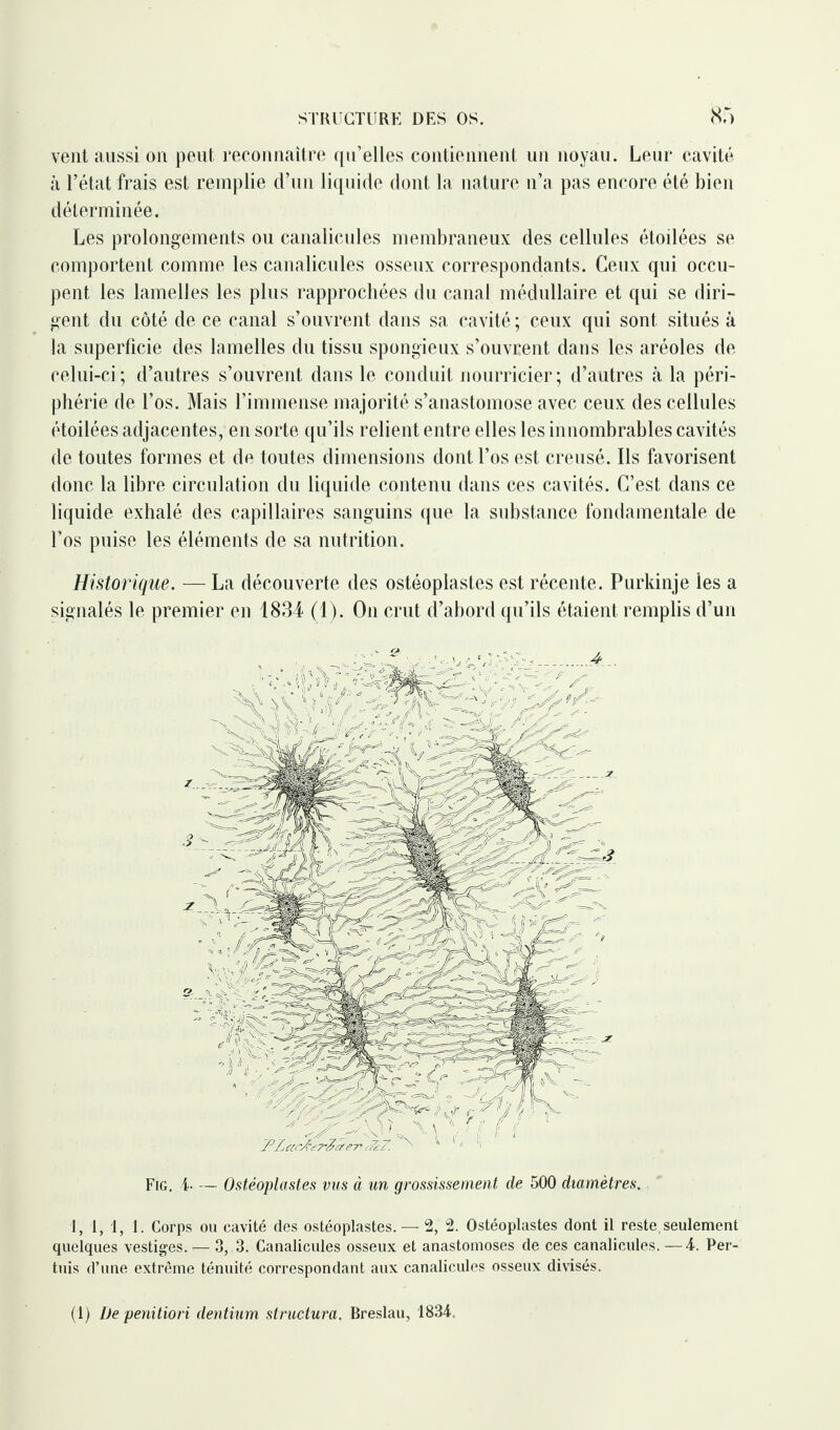 vent aussi on peut reconnaître qu’elles contiennent un noyau. Leur cavité à l’état frais est remplie d’un liquide dont la nature n’a pas encore été bien déterminée. Les prolongements ou canalicules membraneux des cellules étoilées se comportent comme les canalicules osseux correspondants. Ceux qui occu¬ pent les lamelles les plus rapprochées du canal médullaire et qui se diri¬ gent du côté de ce canal s’ouvrent dans sa cavité ; ceux qui sont situés à la superficie des lamelles du tissu spongieux s’ouvrent dans les aréoles de celui-ci; d’autres s’ouvrent dans le conduit nourricier; d’autres à la péri¬ phérie de l’os. Mais l’immense majorité s’anastomose avec ceux des cellules étoilées adjacentes, en sorte qu’ils relient entre elles les innombrables cavités de toutes formes et de toutes dimensions dont l’os est creusé. Ils favorisent donc la libre circulation du liquide contenu dans ces cavités. C’est dans ce liquide exhalé des capillaires sanguins que la substance fondamentale de l’os puise les éléments de sa nutrition. Historiqïie. —La découverte des ostéoplastes est récente. Purkinje les a signalés le premier en 1834 (1). On crut d’abord qu’ils étaient remplis d’un Fig. 4- — Ostéoplastes vus à un grossissement de 500 diamètres. 1, 1,1, 1. Corps ou cavité des ostéoplastes. — 2, 2. Ostéoplastes dont il reste, seulement quelques vestiges. — 3, 3. Canalicules osseux et anastomoses de ces canalicules. —4. Per- tuis d’une extrême ténuité correspondant aux canalicules osseux divisés. (1) De penitiori dentium structura. Breslau, 1834.