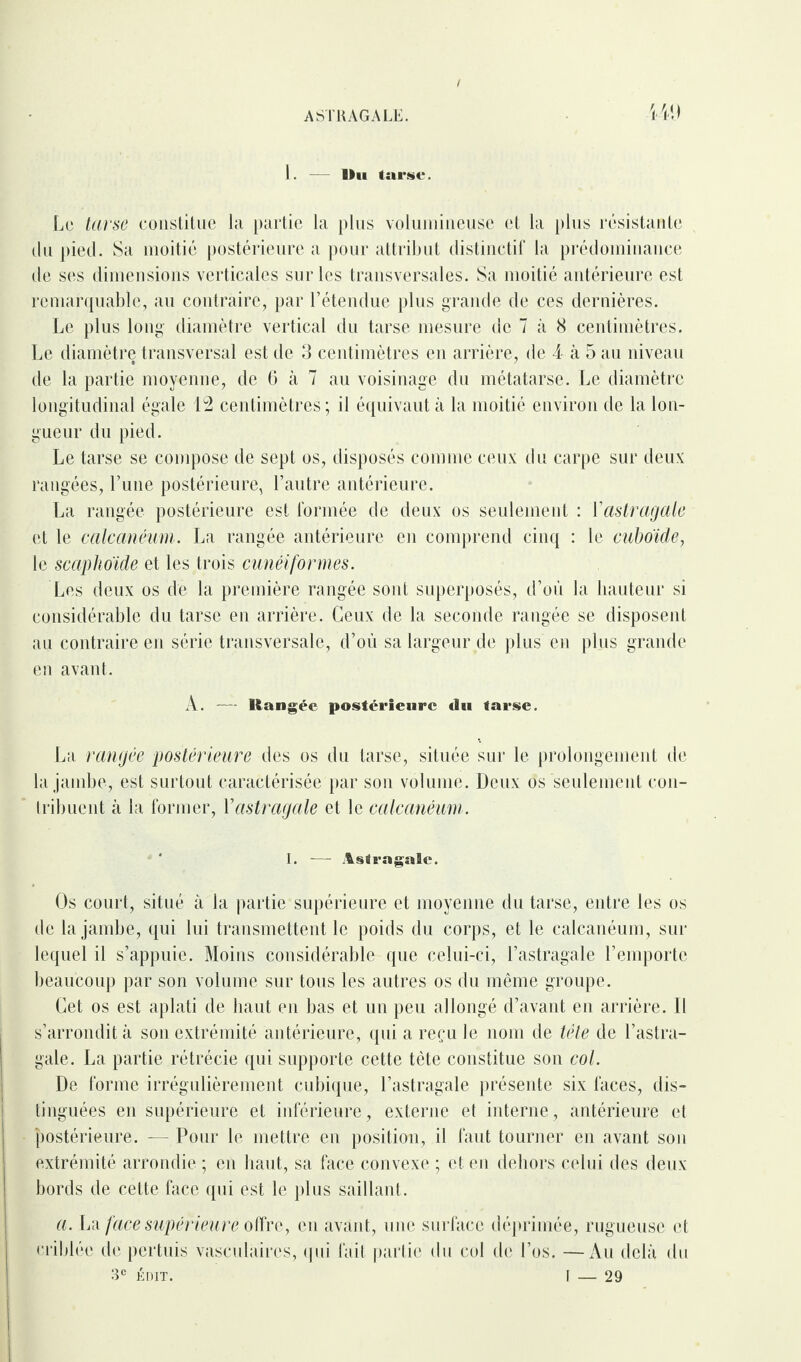 I. ASTRAGALE. HP Blu tarse. Le tarse constitue la partie la plus volumineuse et la plus résistante du pied. Sa moitié postérieure a pour attribut distinctif la prédominance de ses dimensions verticales sur les transversales. Sa moitié antérieure est remarquable, au contraire, par l’étendue plus grande de ces dernières. Le plus long diamètre vertical du tarse mesure de 7 à 8 centimètres. Le diamètre transversal est de 3 centimètres en arrière, de 4 à 5 au niveau de la partie moyenne, de 6 à 7 au voisinage du métatarse. Le diamètre longitudinal égale 12 centimètres; il équivaut à la moitié environ de la lon¬ gueur du pied. Le tarse se compose de sept os, disposés comme ceux du carpe sur deux rangées, l’une postérieure, l’autre antérieure. La rangée postérieure est formée de deux os seulement : Yastragale et le calcanéum. La rangée antérieure en comprend cinq : le cuboïde, le scaphoïde et les trois cunéiformes. Les deux os de la première rangée sont superposés, d’où la hauteur si considérable du tarse en arrière. Ceux de la seconde rangée se disposent au contraire en série transversale, d’où sa largeur de plus en plus grande en avant. A. Rangée postérieure du tarse. La rangée postérieure des os du tarse, située sur le prolongement de la jambe, est surtout caractérisée par son volume. Deux os seulement con¬ tribuent à la former, Yastragale et le calcanéum. I. — Astragale. Os court, situé à la partie supérieure et moyenne du tarse, entre les os de la jambe, qui lui transmettent le poids du corps, et le calcanéum, sur lequel il s’appuie. Moins considérable que celui-ci, l’astragale l’emporte beaucoup par son volume sur tous les autres os du même groupe. Cet os est aplati de haut en bas et un peu allongé d’avant en arrière. Il s’arrondit à son extrémité antérieure, qui a reçu le nom de tête de l’astra¬ gale. La partie rétrécie qui supporte cette tète constitue son col. De forme irrégulièrement cubique, l’astragale présente six faces, dis¬ tinguées en supérieure et inférieure, externe et interne, antérieure et postérieure. - Pour le mettre en position, il faut tourner en avant son extrémité arrondie ; en haut, sa face convexe ; et en dehors celui des deux bords de cette face qui est le plus saillant. a. La face supérieure offre, en avant, une surface déprimée, rugueuse et criblée de pertuis vasculaires, qui fait partie du col de Los. —Au delà du 3e ÉDIT. I — 29