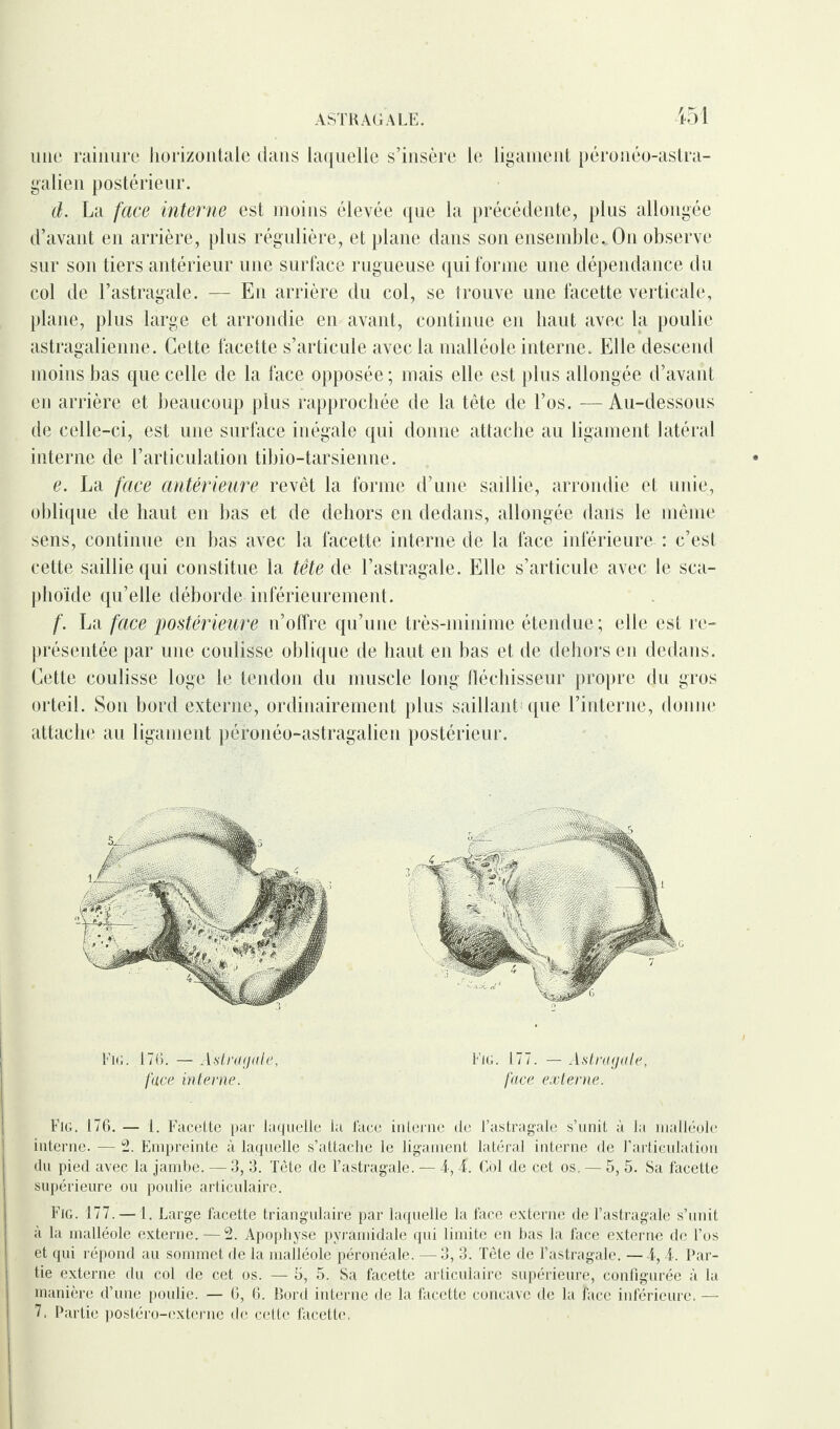 ASTRAGALE. 451 une rainure horizontale dans laquelle s’insère le ligament péronéo-astra- galien postérieur. d. La face interne est moins élevée que la précédente, plus allongée d’avant en arrière, plus régulière, et plane dans son ensemble. On observe sur son tiers antérieur une surface rugueuse qui forme une dépendance du col de l’astragale. — En arrière du col, se trouve une facette verticale, plane, plus large et arrondie en avant, continue en haut avec la poulie astragalienne. Celte facette s’articule avec la malléole interne. Elle descend moins bas que celle de la face opposée ; mais elle est plus allongée d’avant en arrière et beaucoup plus rapprochée de la tête de l’os. —Au-dessous de celle-ci, est une surface inégale qui donne attache au ligament latéral interne de l’articulation tibio-tarsienne. e. La face antérieure revêt la forme d’une saillie, arrondie et unie, oblique de haut en bas et de dehors en dedans, allongée dans le même sens, continue en bas avec la facette interne de la face inférieure : c’est cette saillie qui constitue la tête de l’astragale. Elle s’articule avec le sca¬ phoïde qu’elle déborde inférieurement. f. La face postérieure n’offre qu’une très-minime étendue ; elle est re¬ présentée par une coulisse oblique de haut en bas et de dehors en dedans. Cette coulisse loge le tendon du muscle long fléchisseur propre du gros orteil. Son bord externe, ordinairement plus saillant (pie l’interne, donne attache au ligament péronéo-astragalien postérieur. Fig. 170. — Astragale, face interne. Fig. 177. — Astragale, face externe. Fig. 176. — 1. Facette par laquelle la lace interne de l’astragale s’unit à la malléole interne. — 2. Empreinte à laquelle s’attache le ligament latéral interne de l’articulation du pied avec la jambe. — 3, 3. Tête de l’astragale. — 4, 4. Col de cet os, — 5, 5. Sa facette supérieure ou poulie articulaire. Fig. 177.— 1. Large facette triangulaire par laquelle la face externe de l’astragale s’unit à la malléole externe. — 2. Apophyse pyramidale qui limite en bas la face externe de l’os et qui répond au sommet de la malléole péronéale. — 3, 3. Tête de l’astragale. —4,4. Par¬ tie externe du col de cet os. — 5, 5. Sa facette articulaire supérieure, configurée à la manière d’une poulie. — 6, 6. Bord interne de la facette concave de la face inférieure. —