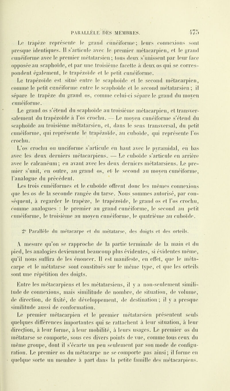 Le trapèze représente le grand cunéiforme; leurs connexions sont presque identiques. 11 s’articule avec le premier métacarpien, et le grand cunéiforme avec le premier métatarsien; tous deux s’unissent par leur face opposée au scaphoïde, et par une troisième facette à deux os qui se corres¬ pondent également, le trapézoïde et le petit cunéiforme. Le trapézoïde est situé entre le scaphoïde et le second métacarpien, comme le petit cunéiforme entre le scaphoïde et le second métatarsien; il sépare le trapèze du grand os, comme celui-ci sépare le grand du moyen cunéiforme. Le grand os s’étend du scaphoïde au troisième métacarpien, et transver¬ salement. du trapézoïde à l’os crochu. — Le moyen cunéiforme s’étend du scaphoïde au troisième métatarsien, et, dans le sens transversal, du petit cunéiforme, qui représente le trapézoïde, au cuboïde, qui représente l’os crochu. L’os crochu ou unciforme s’articule en haut avec le pyramidal, en bas avec les deux derniers métacarpiens. — Le cuboïde s’articule en arrière avec le calcanéum; en avant avec les deux derniers métatarsiens. Le pre¬ mier s’unit, en outre, au grand os, et le second au moyen cunéiforme, l’analogue du précédent. Les trois cunéiformes et le cuboïde offrent donc les mêmes connexions que les os de la seconde rangée du tarse. Nous sommes autorisé, par con¬ séquent, à regarder le trapèze, le trapézoïde, le grand os et l’os crochu, comme analogues : le premier au grand cunéiforme, le second au petit cunéiforme, le troisième au moyen cunéiforme, le quatrième au cuboïde. 2° Parallèle du métacarpe et du métatarse, des doigts et des orteils. A mesure qu’on se rapproche de la partie terminale de la main et du pied, les analogies deviennent beaucoup plus évidentes, si évidentes même, qu’il nous suffira de les énoncer. 11 est manifeste, en effet, que le méta¬ carpe et le métatarse sont constitués sur le même type, et que les orteils sont une répétition des doigts. Entre les métacarpiens et les métatarsiens, il y a non-seulement simili¬ tude de connexions, mais similitude de nombre, de situation, de volume, de direction, de fixité, de développement, de destination ; il y a presque similitude aussi de conformation. Le premier métacarpien et le premier métatarsien présentent seuls quelques différences importantes qui se rattachent à leur situation, à leur direction, à leur forme, à leur mobilité, à leurs usages. Le premier os du métatarse se comporte, sous ces divers points de vue, comme tous ceux du même groupe, dont il s’écarte un peu seulement par son mode de configu¬ ration. Le premier os du métacarpe ne se comporte pas ainsi; il forme en quelque sorte un membre «à part, dans la petite famille des métacarpiens.