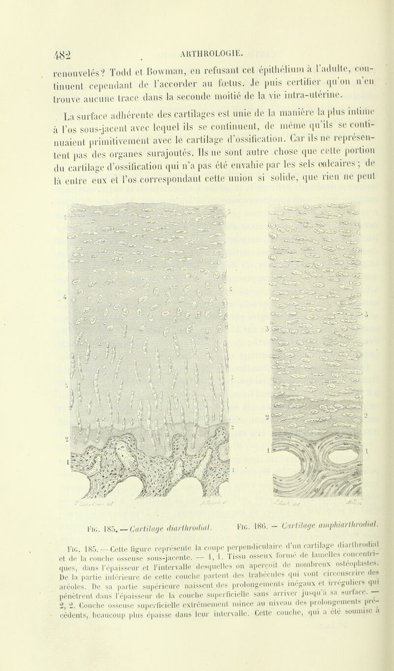 renouvelés? Todd et Bowman, en refusant cet épithélium à l’adulte, con¬ tinuent cependant de l’accorder au fœtus. Je puis certifier qu’on n’en trouve aucune trace dans la seconde moitié de la vie intra-utérine. La surface adhérente des cartilages est unie de la manière la plus intime à l’os sous-jacent avec lequel ils se continuent, de même qu’ils se conti¬ nuaient primitivement avec le cartilage d’ossification. Car ils ne représen¬ tent pas des organes surajoutés. Ils ne sont autre chose que cette portion du cartilage d’ossification qui n’a pas été envahie par les sels oalcaires ; de là entre eux et l’os correspondant cette union si solide, que rien 11e peut Fig. 185. - Cartilage àmihrodial. Fig. 1-66. - Cartilage amphiarthrodial. Fig. 185.— Cette figure représente la coupe perpendiculaire d’un cartilage diarthrodial et de la couche osseuse sous-jacente. - 1, 1. Tissu osseux formé de lamelles concentri¬ ques, dans l’épaisseur et l’intervalle desquelles on aperçoit de nombreux osteoplaste... De la partie inférieure de cette couche partent des trabécules qui vont circonscrire des aréoles. De sa partie supérieure naissent des prolongements inégaux etirregu îeis qui pénètrent dans l’épaisseur de la couche superficielle sans arriver jusqu a s.i sui ace. 2, 2. Couche osseuse superficielle extrêmement mince au niveau des prolongements pré¬ cédents, beaucoup plus épaisse dans leur intervalle. Cette couche, qui a été soumise a