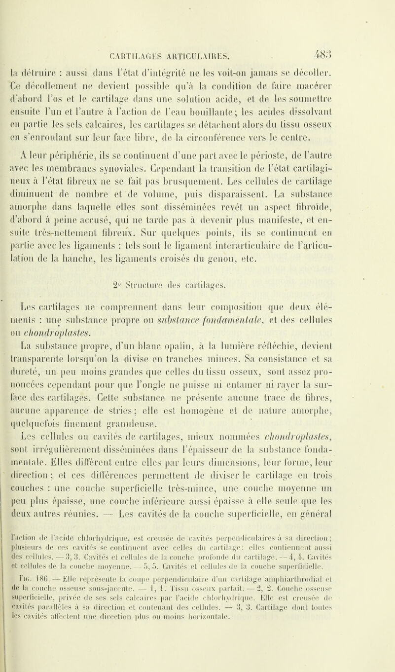 la détruire : aussi dans l’état d’intégrité ne les voit-on jamais se décoller. Ce décollement 11e devient possible qu’à la condition de faire macérer d’abord l’os et le cartilage dans une solution acide, et de les soumettre ensuite l’un et l’autre à l’action de l’eau bouillante ; les acides dissolvant en partie les sels calcaires, les cartilages se détachent alors du tissu osseux en s’enroulant sur leur face libre, de la circonférence vers le centre. A leur périphérie, ils se continuent d’une part avec le périoste, de l’autre avec les membranes synoviales. Cependant la transition de l’état cartilagi¬ neux à l’état fibreux ne se fait pas brusquement. Les cellules de cartilage diminuent de nombre et de volume, puis disparaissent. La substance amorphe dans laquelle elles sont disséminées revêt un aspect fibroïde, d’abord à peine accusé, qui ne tarde pas à devenir plus manifeste, et en¬ suite très-nettement fibreux. Sur quelques points, ils se continuent eu partie avec les ligaments : tels sont le ligament interarticulaire de l’articu¬ lation de la hanche, les ligaments croisés du genou, etc. 2° Structure des cartilages. Les cartilages ne comprennent dans leur composition que deux élé¬ ments : une substance propre ou substance fondamentale, et des cellules ou cliondroplastes. La substance propre, d’un blanc opaiin, à la lumière réfléchie, devient transparente lorsqu’on la divise en tranches minces. Sa consistance et sa dureté, un peu moins grandes que celles du tissu osseux, sont assez pro¬ noncées cependant pour que l’ongle ne puisse ni entamer ni rayer la sur¬ face des cartilages. Cette substance 11e présente aucune trace de fibres, aucune apparence de stries ; elle est homogène et de nature amorphe, quelquefois finement granuleuse. Les cellules ou cavités de cartilages, mieux nommées chondroplastes, sont irrégulièrement disséminées dans l’épaisseur de la substance fonda¬ mentale. Elles diffèrent entre elles par leurs dimensions, leur forme, leur direction ; et ces différences permettent de diviser le cartilage en trois couches : une couche superficielle très-mince, une couche moyenne un peu plus épaisse, une couche inférieure aussi épaisse à elle seule que les deux autres réunies. — Les cavités de la couche superficielle, en général l’action de l’acide chlorhydrique, est creusée de cavités perpendiculaires à sa direction; plusieurs de ces cavités se continuent avec celles du cartilage: elles contiennent aussi des cellules. — 3, 3. Cavités et cellules de la couche profonde du cartilage. — T, 4. Cavités et cellules de la couche moyenne. — 5,5. Cavités et cellules de la couche superficielle. Fig. 186. — Elle représente la coupe perpendiculaire d’un cartilage amphiarthrodial et de la couche osseuse sous-jacente. — 1, 1. Tissu osseux parfait. — 2, 2. Couche osseuse superficielle, privée de ses sels calcaires par l’acide chlorhydrique. Elle est creusée de cavités parallèles à sa direction et contenant des cellules. — fi, fi. Cartilage dont toutes les cavités affectent une direction plus ou moins horizontale.