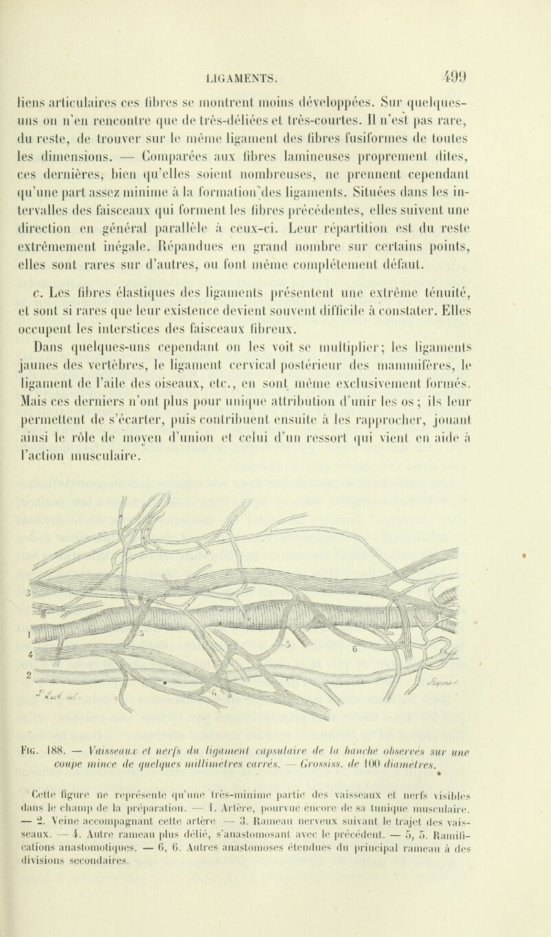 liens articulaires ces libres se montrent moins développées. Sur quelques- uns on n’en rencontre que de très-déliées et très-courtes. Il n’est pas rare, du reste, de trouver sur le même ligament des fd^res fusiformes de toutes les dimensions. — Comparées aux libres lamineuses proprement dites, ces dernières, bien qu’elles soient nombreuses, ne prennent cependant qu’une part assez minime à la formation'des ligaments. Situées dans les in¬ tervalles des faisceaux qui forment les fibres précédentes, elles suivent une direction en général parallèle à ceux-ci. Leur répartition est du reste extrêmement inégale. Répandues en grand nombre sur certains points, elles sont rares sur d’autres, ou font même complètement défaut. c. Les fibres élastiques des ligaments présentent une extrême ténuité, et sont si rares que leur existence devient souvent difficile à constater. Elles occupent les interstices des faisceaux fibreux. Dans quelques-uns cependant on les voit se multiplier; les ligaments jaunes des vertèbres, le ligament cervical postérieur des mammifères, le ligament de l’aile des oiseaux, etc., en sont même exclusivement formés. Mais ces derniers n’ont plus pour unique attribution d’unir les os ; ils leur permettent de s’écarter, puis contribuent ensuite à les rapprocher, jouant ainsi le rôle de moyen d’union et celui d’un ressort qui vient en aide à l’action musculaire. Fig. 188. — Vaisseaux et nerfs du ligament capsulaire de la hanche observés sur une coupe mince de quelques millimètres carrés. — Grossiss. de 100 diamètres. ♦ Cette figure ne représente qu’une très-minime partie des vaisseaux et nerfs visibles dans le champ de la préparation. — 1. Artère, pourvue encore de sa tunique musculaire. — 2. Veine accompagnant cette artère — 3. Rameau nerveux suivant le trajet des vais¬ seaux. — i. Autre rameau plus délié, s’anastomosant avec le précédent. — 5, 5. Ramifi- cations anastomotiques. — 6, 6. Autres anastomoses étendues du principal rameau à des divisions secondaires.