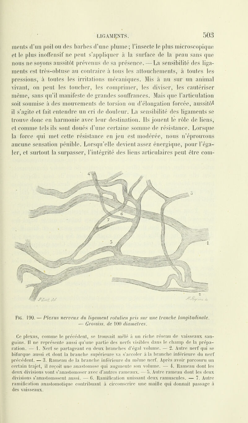 ments d’un poil ou des barbes d’une plume ; l’insecte le plus microscopique et le plus inoffensif ne peut s’appliquer à la surface de la peau sans que nous ne soyons aussitôt prévenus de sa présence. —La sensibilité des liga¬ ments est très-obtuse au contraire à tous les attouchements, à toutes les pressions, à toutes les irritations mécaniques. Mis à nu sur un animal vivant, on peut les toucher, les comprimer, les diviser, les cautériser même, sans qu’il manifeste de grandes souffrances. Mais que l’articulation soit soumise à des mouvements de torsion ou d’élongation forcée, aussitôt il s’agite et fait entendre un cri de douleur. La sensibilité des ligaments se trouve donc en harmonie avec leur destination. Ils jouent le rôle de liens, et comme tels ils sont doués d’une certaine somme de résistance. Lorsque la force qui met cette résistance en jeu est modérée, nous n’éprouvons aucune sensation pénible. Lorsqu’elle devient assez énergique, pour l’éga¬ ler, et surtout la surpasser, l’intégrité des liens articulaires peut être com- Fig. 190, — Plexus nerveux du ligament rotulien pris sur une tranche longitudinale, — Grossiss, de 100 diamètres. Ce plexus, comme le précédent, se trouvait mêlé à un riche réseau de vaisseaux san¬ guins. Il ne représente aussi qu’une partie des nerfs visibles dans le champ de la prépa¬ ration. — 1. Nerf se partageant en deux branches d’égal volume. —2. Autre nerf qui se bifurque aussi et dont la branche supérieure va s’accoler à la branche inférieure du nerf précédent. — 3. Rameau de la branche inférieure du même nerf. Après avoir parcouru un certain trajet, il reçoit une anastomose qui augmente son volume. — 4. Rameau dont les deux divisions vont s’anastomoser avec d’autres rameaux. — 5. Autre rameau dont les deux divisions s’anastomosent aussi. — 6. Ramification unissant deux ramuscules. — 7. Autre ramification anastomotique contribuant à circonscrire une maille qui donnait passage à des vaisseaux.