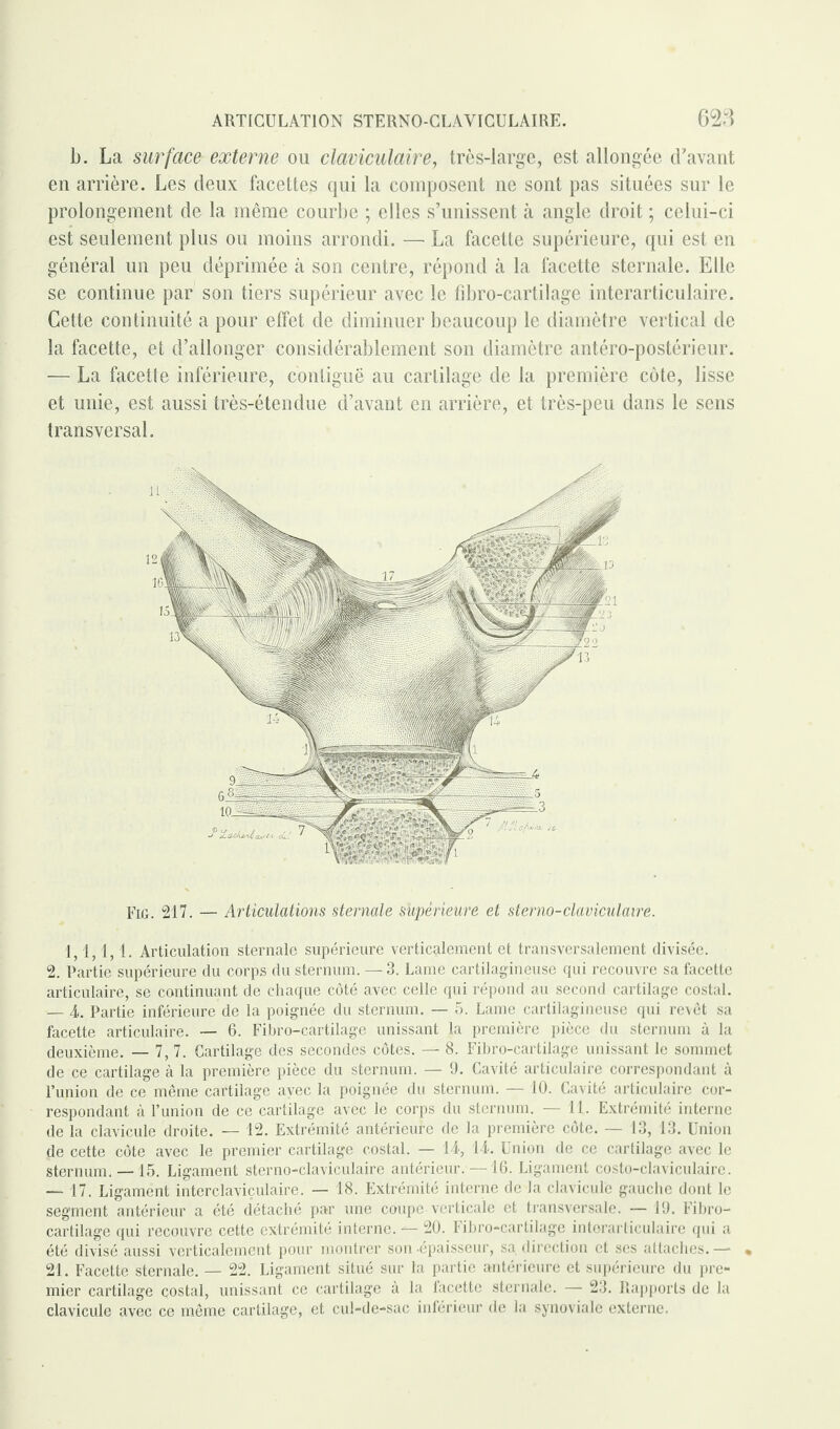 b. La surface externe ou claviculaire, très-large, est allongée cFavant en arrière. Les deux facettes qui la composent ne sont pas situées sur le prolongement de la même courbe ; elles s’unissent à angle droit ; celui-ci est seulement plus ou moins arrondi. — La facette supérieure, qui est en général un peu déprimée à son centre, répond à la facette sternale. Elle se continue par son tiers supérieur avec le fibro-cartilage interarticulaire. Cette continuité a pour effet de diminuer beaucoup le diamètre vertical de la facette, et d’allonger considérablement son diamètre antéro-postérieur. — La facette inférieure, contiguë au cartilage de la première côte, lisse et unie, est aussi très-étendue d’avant en arrière, et très-peu dans le sens transversal. Fig. 217. — Articulations sternale supérieure et sterno-claviculaire. 1, 1,1,1. Articulation sternale supérieure verticalement et transversalement divisée. 2. Partie supérieure du corps du sternum. — 3. Lame cartilagineuse qui recouvre sa facette articulaire, se continuant de chaque côté avec celle qui répond au second cartilage costal. — 4. Partie inférieure de la poignée du sternum. — 5. Lame cartilagineuse qui revêt sa facette articulaire. — 6. Fibro-cartilage unissant la première pièce du sternum à la deuxième. — 7,7. Cartilage des secondes côtes. — 8. Fibro-cartilage unissant le sommet de ce cartilage à la première pièce du sternum. — 9. Cavité articulaire correspondant à l’union de ce même cartilage avec la poignée du sternum. — 10. Cavité articulaire cor¬ respondant à l’union de ce cartilage avec le corps du sternum. — 11. Extrémité interne de la clavicule droite. — 12. Extrémité antérieure de la première côte. — 13, 13. Union de cette côte avec le premier cartilage costal. — 14, 14. Union de ce cartilage avec le sternum.—15. Ligament sterno-claviculaire antérieur.—16. Ligament costo-claviculairc. —. 17. Ligament interclaviçulaire. — 18. Extrémité interne de la clavicule gauche dont le segment antérieur a été détaché par une coupe verticale et transversale. — 19. Fibro- cartilage qui recouvre cette extrémité interne. — 20. Fibro-cartilage intorarticulaire qui a été divisé aussi verticalement pour montrer son épaisseur, sa direction et ses attaches.— 21. Facette sternale. — 22. Ligament situé sur la partie antérieure et supérieure du pre¬ mier cartilage costal, unissant ce cartilage à la facette sternale. — 23. Rapports de la clavicule avec ce même cartilage, et cul-de-sac inférieur de la synoviale externe.