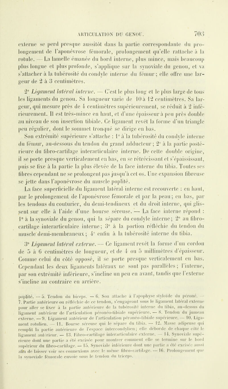 externe se perd presque aussitôt dans la partie correspondante du pro¬ longement de l’aponévrose fémorale, prolongement qu’elle rattache à la rotule. - La lamelle émanée du bord interne, plus mince, mais beaucoup plus longue et plus profonde, s’applique sur la synoviale du genou, et va s’attacher à la tubérosité ducondyle interne du fémur; elle offre une lar¬ geur de 2 à 3 centimètres. 2° Ligament latéral interne. — C’est le plus long et le plus large de tous les ligaments du genou. Sa longueur varie de 10 à 12 centimètres. Sa lar¬ geur, qui mesure près de 4 centimètres supérieurement, se réduit à 2 infé¬ rieurement. Il est très-mince en haut, et d’une épaisseur à peu près double au niveau de son insertion tibiale. Ce ligament revêt la forme d’un triangle peu régulier, dont le sommet tronqué se dirige en bas. Son extrémité supérieure s’attache : 1° à la tubérosité du condyle interne du fémur, au-dessous du tendon du grand adducteur; 2° à la partie posté¬ rieure du fibro-cartilage interarticulaire interne. De cette double origine, il se porte presque verticalement en bas, en se rétrécissant et s’épaississant, puis se fixe à la partie la plus élevée de la face interne du tibia. Toutes ses fibres cependant ne se prolongent pas jusqu’à cet os. Une expansion fibreuse se jette dans l’aponévrose du muscle poplité. La face superficielle du ligament latéral interne est recouverte : en haut, par le prolongement de l’aponévrose fémorale et par la peau ; en bas, par les tendons du couturier, du demi-tendineux et du droit interne, qui glis¬ sent sur elle à l’aide d’une bourse séreuse. — La face interne répond : 1° à la synoviale du genou, qui la sépare du condyle interne; 2° au fibro- cartilage interarticulaire interne; 3° à la portion réfléchie du tendon du muscle demi-membraneux; 4° enfin à la tubérosité interne du tibia. 3° Ligament latéral externe. — Ce ligament revêt la forme d’un cordon de 5 à 6 centimètres de longueur, et de 4 ou 5 millimètres d’épaisseur. Comme celui du côté opposé, il se porte presque verticalement en bas. Cependant les deux ligaments latéraux ne sont pas parallèles ; l’interne, par son extrémité inférieure, s’incline un peu en avant, tandis que l’externe s’incline au contraire en arrière. poplité. —à. Tendon dit biceps. —6. Son attache à l’apophyse styloïde du péroné. 7. Partie antérieure ou réfléchie de ce tendon, s’engageant sous le ligament latéral externe pour aller se fixer à la partie antérieure de la tubérosité interne du tibia, au-dessus du ligament antérieur de l’articulation péronéo-tibiale supérieure. — 8. Tendon du jumeau externe. —9. Ligament antérieur de l’articulation péronéo-tibiale supérieure. — 10. Liga¬ ment rotulien. — 11. Bourse séreuse qui le sépare du tibia. — 12. Masse adipeuse qui remplit la partie antérieure de l’espace intercondylien ; elle déborde de chaque coté le ligament antérieur. — 18. Fibro-cartilage interarticulaire externe. — I 1. Synoviale supé¬ rieure dont une partie a été excisée pour montrer comment elle se termine sur le bord supérieur du fibro-cartilage. —15. Synoviale inférieure dont une partie a été excisée aussi afin de laisser voir ses connexions avec le même fibro-cartilage. — 16. Prolongement que la synoviale fémorale envoie sous le tendon du triceps.