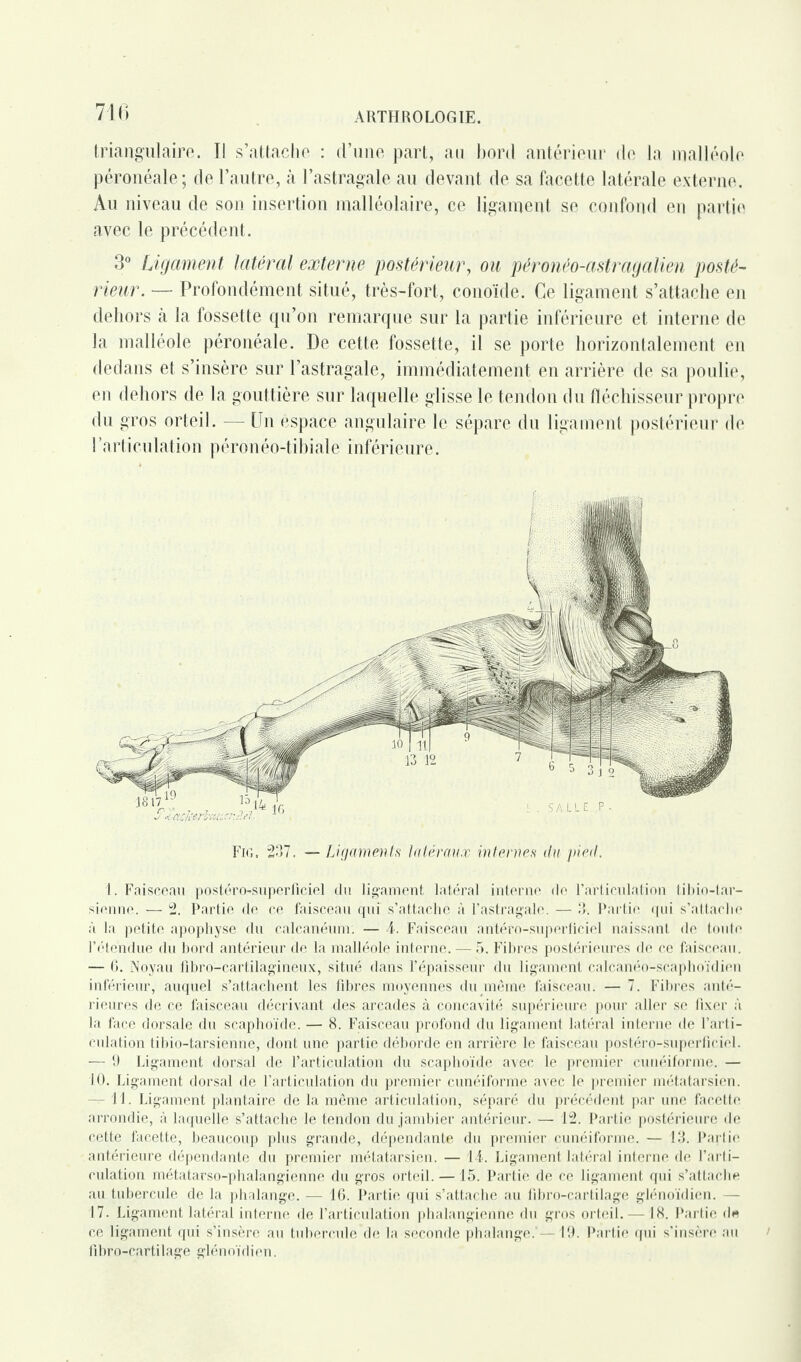 triangulaire. Il s’attache : d’une part, au bord antérieur de la malléole péronéale; de l’autre, à l’astragale au devant de sa facette latérale externe. Au niveau de son insertion malléolaire, ce ligament se confond en partie avec le précédent. 3° Ligament latéral externe postérieur, ou péronéo-astragalien posté¬ rieur. — Profondément situé, très-fort, conoïde. Ce ligament s’attache en dehors à la fossette qu’on remarque sur la partie inférieure et interne de la malléole péronéale. De cette fossette, il se porte horizontalement en dedans et s’insère sur l’astragale, immédiatement en arrière de sa poulie, en dehors de la gouttière sur laquelle glisse le tendon du fléchisseur propre du gros orteil. — Un espace angulaire le sépare du ligament postérieur de l’articulation péronéo-tibiale inférieure. Fig. 237. — Ligaments latéraux internes du pied. 1. Faisceau postéro-superûciel du ligament latéral interne do l’articulation tibio-tar¬ sienne. — 2. Partie de ce faisceau qui s’attache à l’astragale. — 3. Partie qui s’attache à la petite apophyse du calcanéum. — A. Faisceau antéro-superficiel naissant de toute l’étendue du bord antérieur de la malléole interne. — 5. Fibres postérieures de ce faisceau. — 6. Noyau flbro-cartilagineux, situé dans l’épaisseur du ligament calcanéo-scaphoïdion inférieur, auquel s’attachent les fibres moyennes du meme faisceau. — 7. Fibres anté¬ rieures de ce faisceau décrivant des arcades à concavité supérieure pour aller se fixer à la face dorsale du scaphoïde. — 8. Faisceau profond du ligament latéral interne de l’arti¬ culation tibio-tarsienne, dont une partie déborde en arrière le faisceau postéro-superficiel. — 9 Ligament dorsal de l’articulation du scaphoïde avec le premier cunéiforme. — 10. Ligament dorsal de l’articulation du premier cunéiforme avec le premier métatarsien. — 11. Ligament plantaire de la même articulation, séparé du précédent par une facette arrondie, à laquelle s’attache le tendon du jambier antérieur. — 12. Partie postérieure de cette facette, beaucoup plus grande, dépendante du premier cunéiforme. — 13. Partie antérieure dépendante du premier métatarsien. — 14. Ligament latéral interne de l’arti¬ culation métatarso-phalangienne du gros orteil. —15. Partie de ce ligament qui s’attache au tubercule de la phalange. — 16. Partie qui s’attache au fibro-cartilage glénoïdien. — 17. Ligament latéral interne de l’articulation phalangienne du gros orteil. —18. Partie de ce ligament qui s’insère au tubercule de la seconde phalange.—19. Partie qui s’insère au fibro-cartilage glénoïdien.