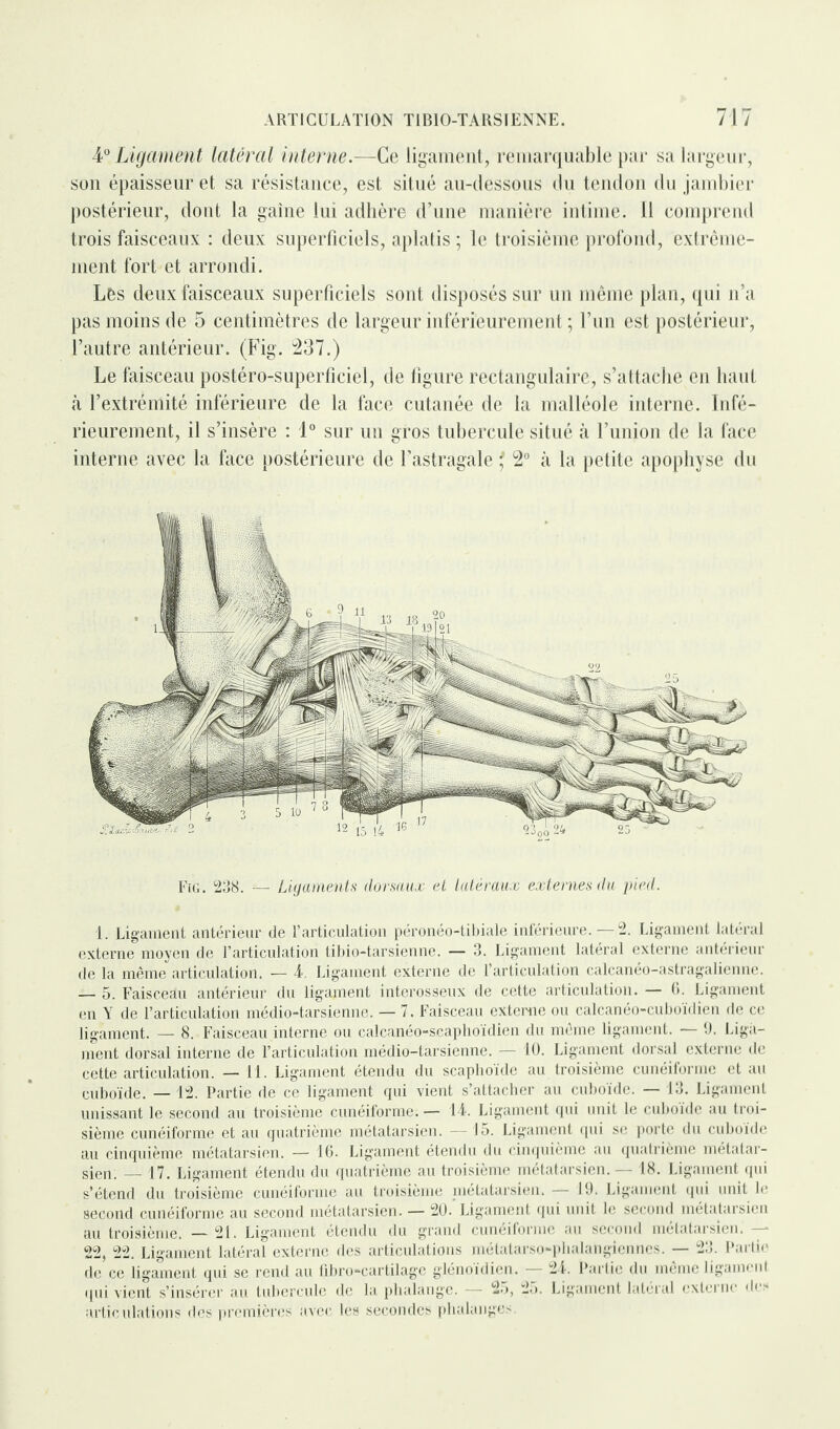 4° Ligament latéral interne.—Ce ligament, remarquable par sa largeur, son épaisseur et sa résistance, est situé au-dessous du tendon du jambier postérieur, dont la gaine lui adhère d’une manière intime. Il comprend trois faisceaux : deux superficiels, aplatis ; le troisième profond, extrême¬ ment fort et arrondi. Lès deux faisceaux superficiels sont disposés sur un même plan, qui n’a pas moins de 5 centimètres de largeur inférieurement ; l’un est postérieur, l’autre antérieur. (Fig. 237.) Le faisceau postéro-superficiel, de figure rectangulaire, s’attache en haut à l’extrémité inférieure de la face cutanée de la malléole interne. Infé¬ rieurement, il s’insère : 1° sur un gros tubercule situé à l’union de la face interne avec la face postérieure de l’astragale ' 2° à la petite apophyse du Fig. 238. — Ligaments dorsaux et latéraux externes du pied. 1. Ligament antérieur de l’articulation péronéo-tibiale inférieure. — 2. Ligament latéral externe moyen de l’articulation tibio-tarsienne. — 3. Ligament latéral externe antérieur de la même articulation. — L Ligament externe de l’articulation calcanéo-astragalienne. — 5. Faisceau antérieur du ligament interosseux de cette articulation. — 0. Ligament en Y de l’articulation médio-tarsienne. — 7. Faisceau externe ou calcanéo-cuboïdien de ce ligament. — 8. Faisceau interne ou calcanéo-scaphoïdien du môme ligament. — 9. Liga¬ ment dorsal interne de l’articulation médio-tarsienne. — 10. Ligament dorsal externe de cette articulation. — 11. Ligament étendu du scaphoïde au troisième cunéiforme et au cuboïde. — 12. Partie de ce ligament qui vient s’attacher au cuboïde. — 13. Ligament unissant le second au troisième cunéiforme. — 14. Ligament qui unit le cuboïde au troi¬ sième cunéiforme et au quatrième métatarsien. — 15. Ligament qui se porte du cuboïde au cinquième métatarsien. — 16. Ligament étendu du cinquième au quatrième métatar¬ sien: — 17. Ligament étendu du quatrième au troisième métatarsien. — 18. Ligament qui s’étend du troisième cunéiforme au troisième métatarsien» — 19. Ligament qui unit le second cunéiforme au second métatarsien. — 20.' Ligament qui unit le second métatarsien au troisième. — 21. Ligament étendu du grand cunéiforme au second métatarsien. — 22, 22. Ligament latéral externe des articulations métatarso-phalangiennes. — 23. Partie de ce ligament qui se rend au fibro-cartilage glénoidien. 2-4. Partie du même ligament qui vient s’insérer au tubercule de la phalange. — 25, 25. Ligament latéral externe des articulations des premières avec les secondes phalanges.